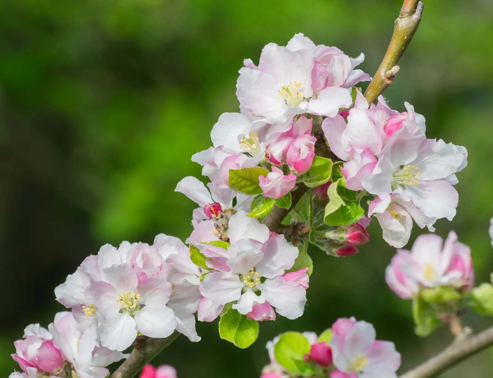 Domestic Apple (Malus Domestica) — such as apple scab or codling moth