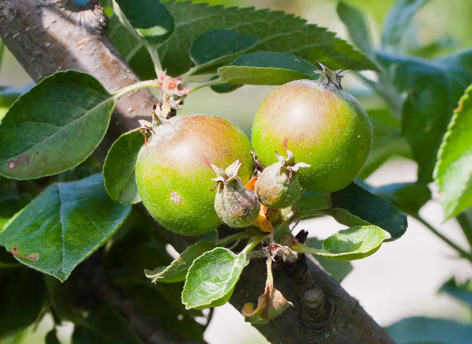 Domestic Apple (Malus Domestica) — tree with white blooms; with leaves turning vivid hues of yellow and red.<br><br>When selecting apple tree, image 83
