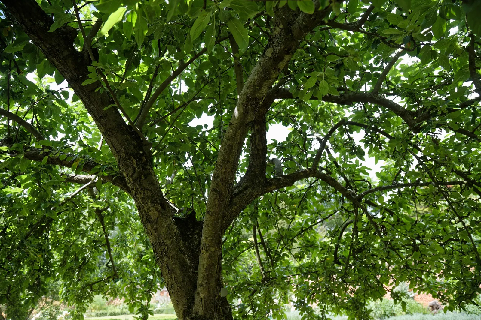 Domestic Apple (Malus Domestica) — with leaves turning vivid hues of yellow and red.<br><br>When selecting apple tree cultivars; allowing adequate, image 74