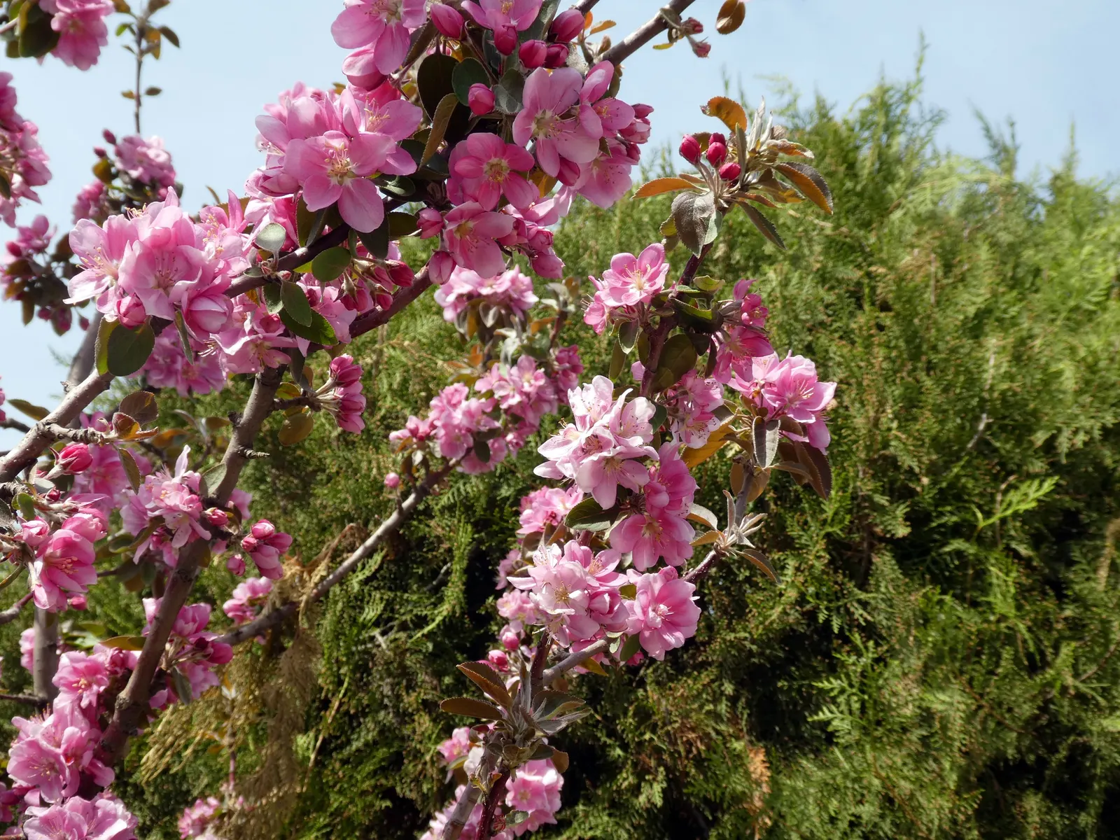 Domestic Apple (Malus Domestica) — Spring unfurls white to pink blossoms, preluding a fall harvest of edible apples; the Domestic Apple tree, image 116