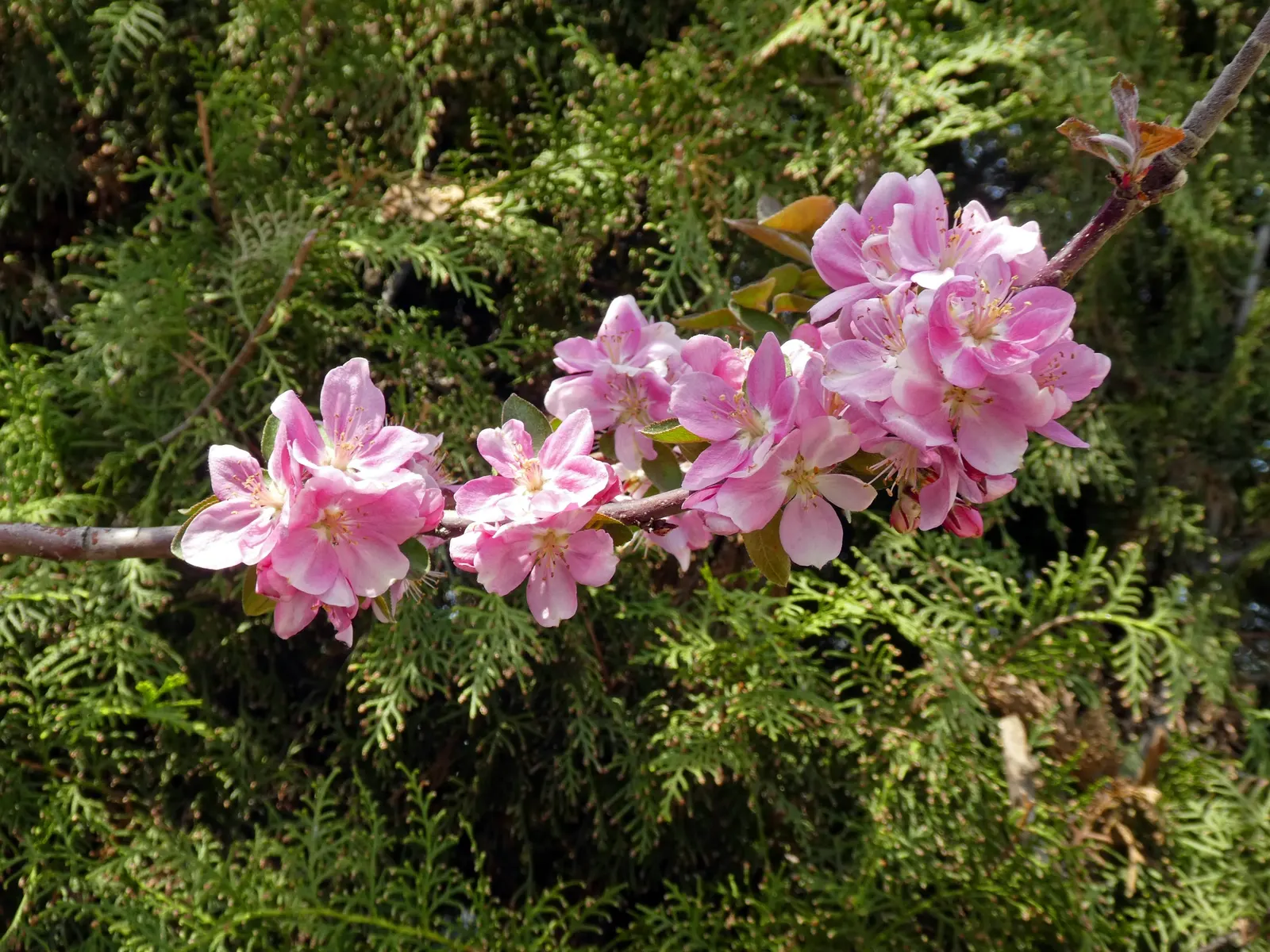 Domestic Apple (Malus Domestica) — this tree flourishes in full sunlight and exhibits a broad crown upon maturity; allowing adequate airflow to, image 122