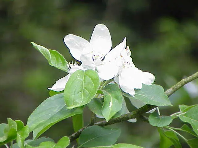 Domestic Apple (Malus Domestica) — Regular watering during dry periods will ensure optimal growth; spring unfurls white to pink blossoms, preluding, image 69