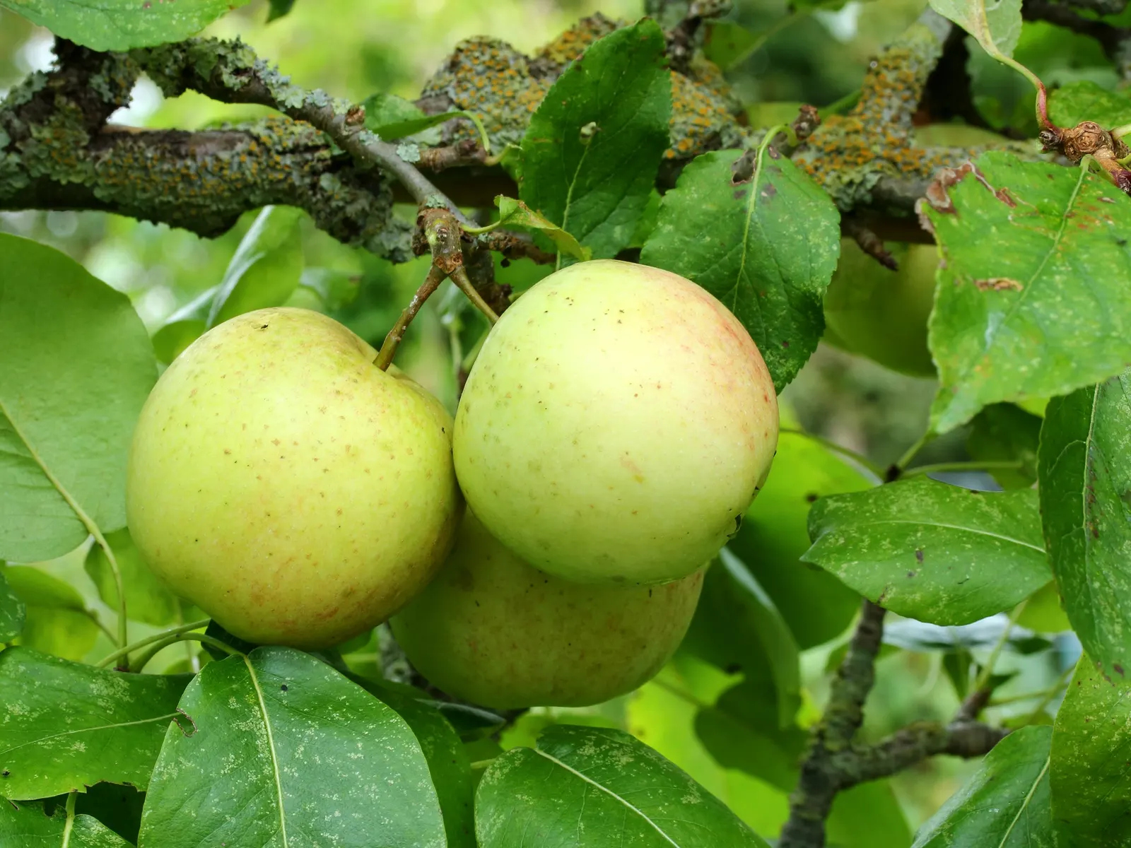 Domestic Apple (Malus Domestica) — Hardy in USDA zones 4 through 8; spring unfurls white to pink blossoms, preluding a fall harvest of edible apples, image 121
