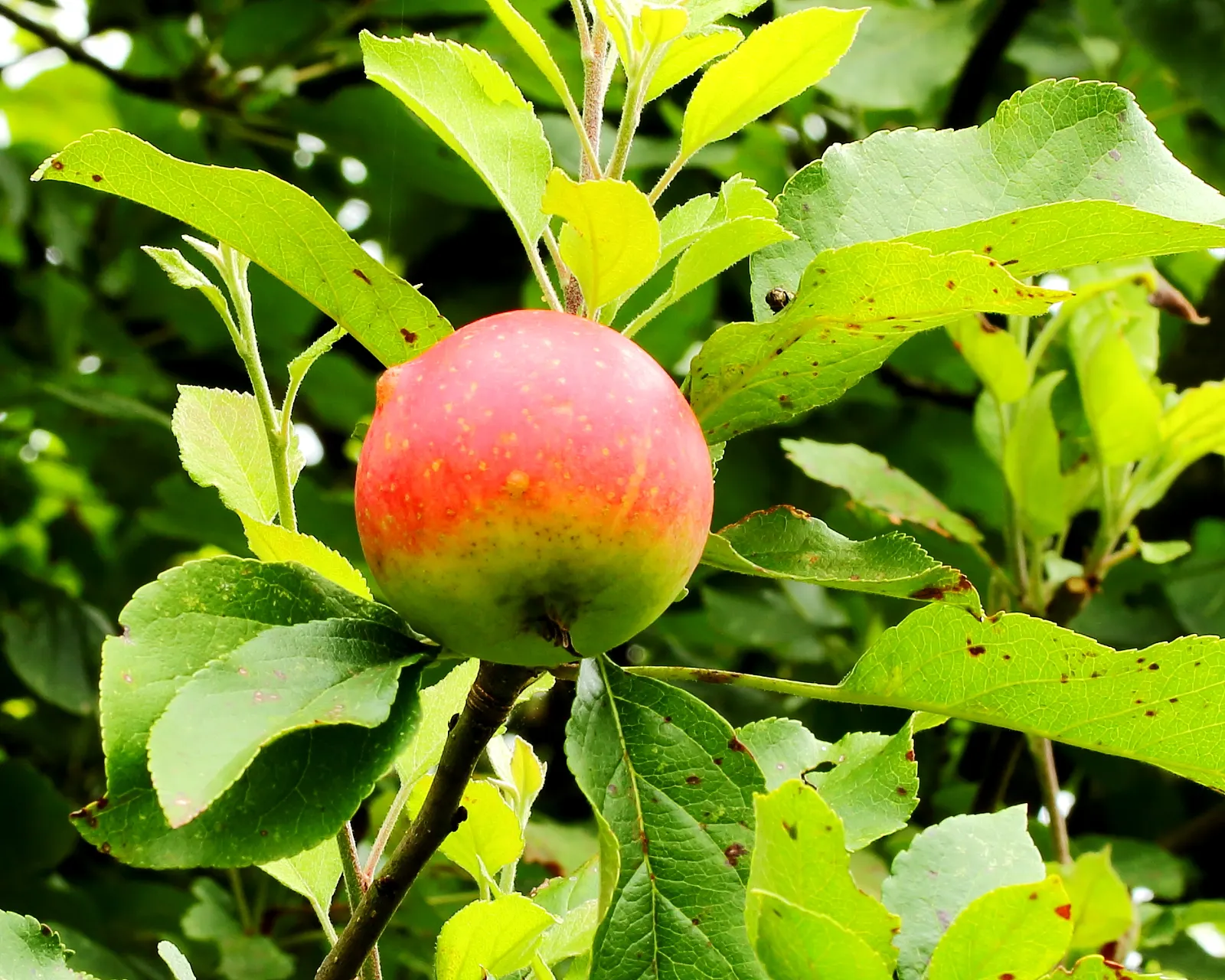 Domestic Apple (Malus Domestica) — Preferring well-drained loamy soil and full sun, it adds both aesthetic and culinary value; spring unfurls white, image 117
