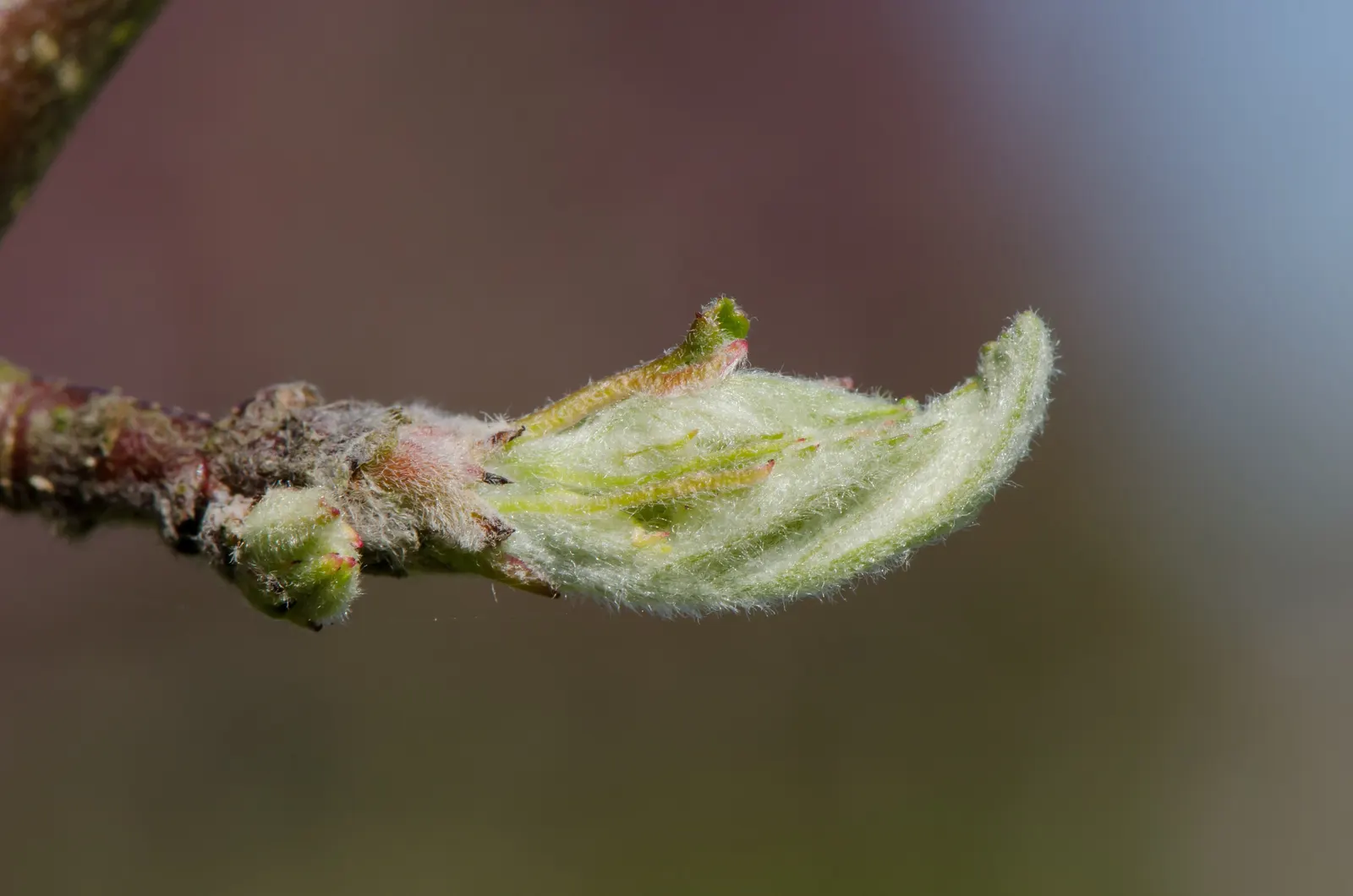 Domestic Apple (Malus Domestica) — such as apple scab or codling moth; with leaves turning vivid hues of yellow and red.<br><br>When selecting, image 107