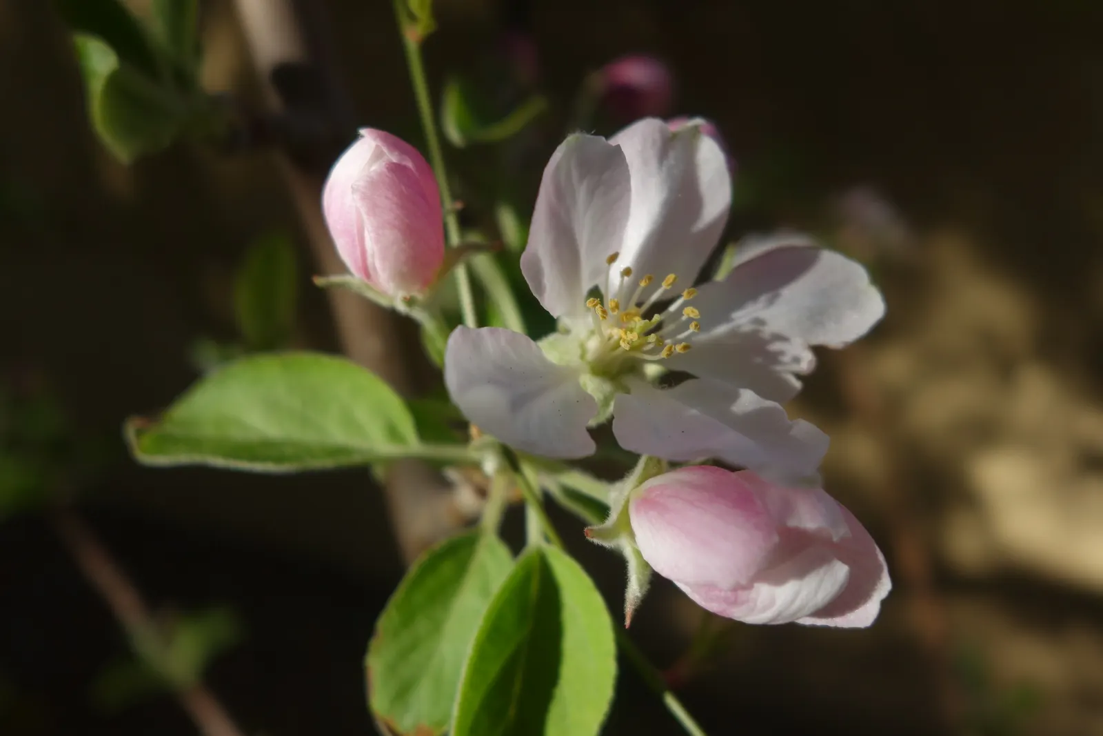 Domestic Apple (Malus Domestica) — It boasts a spread of 10 to 14 feet, creating a rounded canopy; with leaves turning vivid hues of yellow and