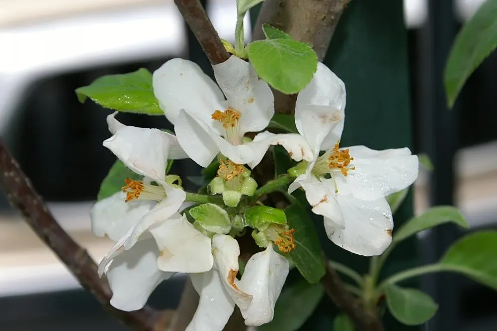 Domestic Apple (Malus Domestica) — USDA hardiness zones 3-8 accommodate this versatile tree; allowing adequate airflow to promote health and, image 62