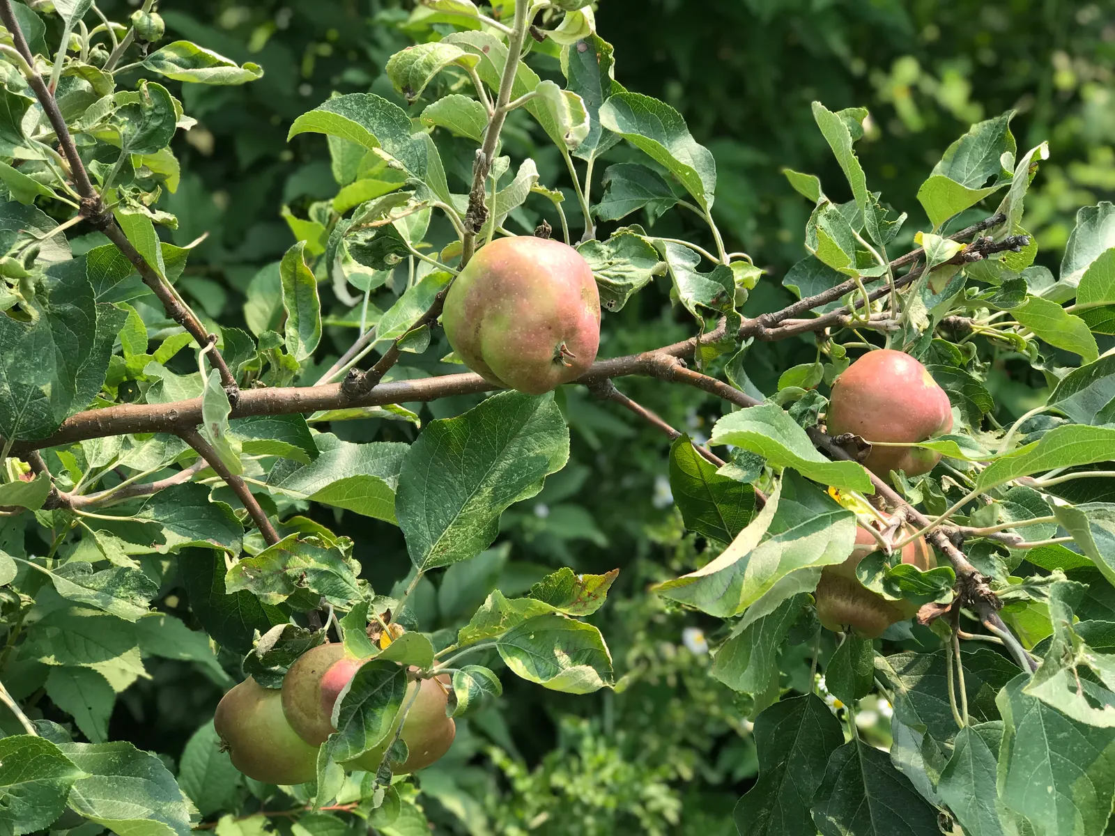 Domestic Apple (Malus Domestica) — as most require another variety nearby to produce fruit; the Domestic Apple tree becomes both a focal point for, image 132