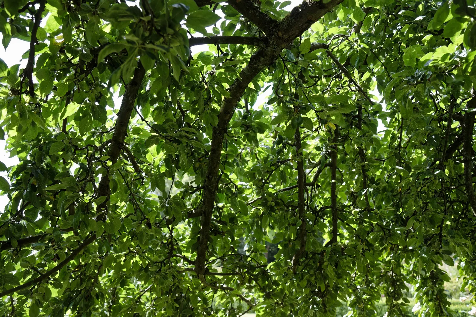 Domestic Apple (Malus Domestica) — Soil should be well-draining, with a slightly acidic to neutral pH; the Domestic Apple tree becomes both a focal, image 124