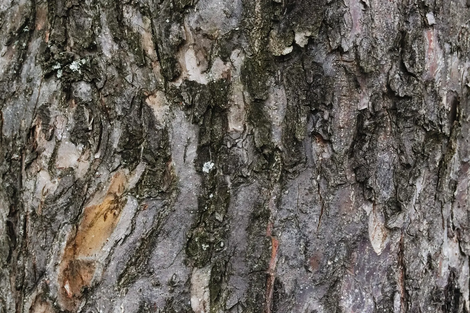 Domestic Apple (Malus Domestica) — Preferring well-drained loamy soil and full sun, it adds both aesthetic and culinary value; spring unfurls white, image 61