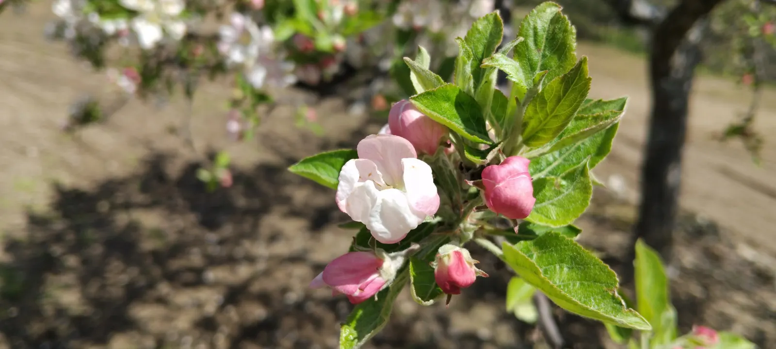 Domestic Apple (Malus Domestica) — the Domestic Apple tree becomes both a focal point for garden aesthetics and a source of home-grown nutrition; spring