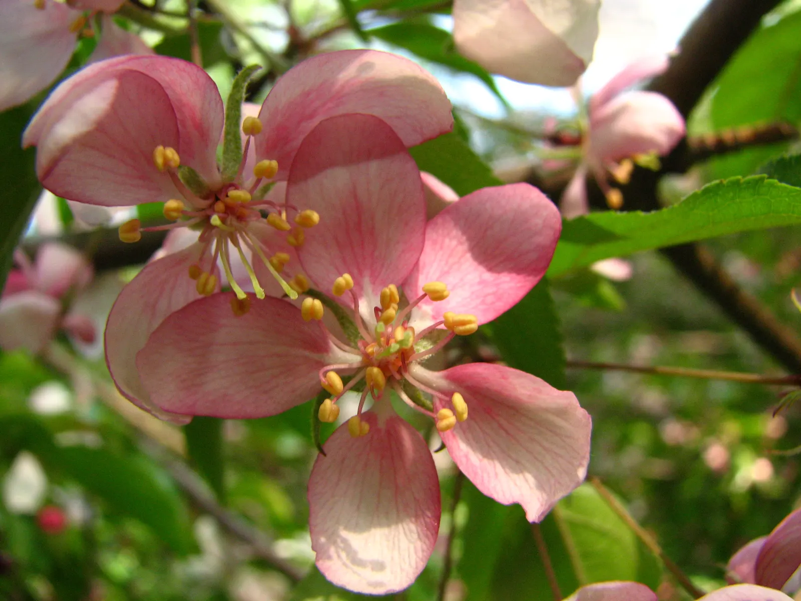 Domestic Apple (Malus Domestica) — the Domestic Apple tree becomes both a focal point for garden aesthetics and a source of home-grown nutrition, image 81