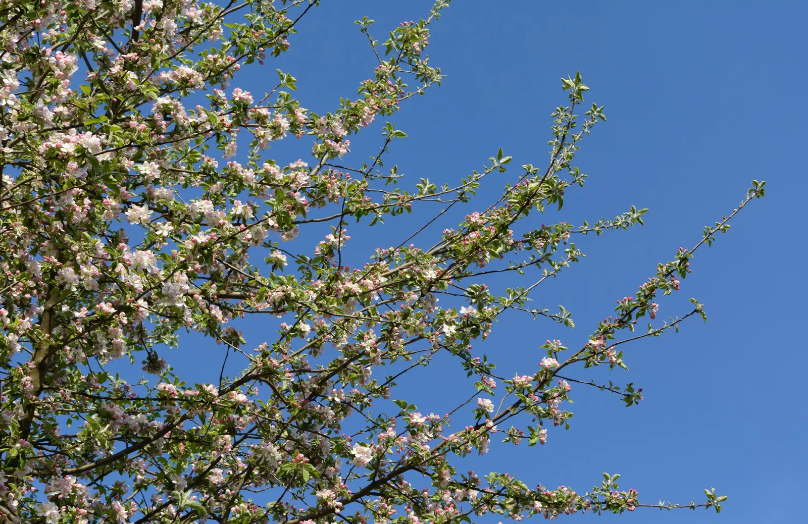 Domestic Apple (Malus Domestica) — to its rich green foliage in the summer