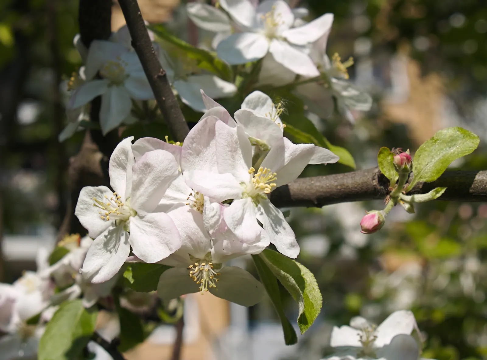 Domestic Apple (Malus Domestica) — and advise on integrated pest management techniques for a healthy harvest; the Domestic Apple tree becomes both, image 136