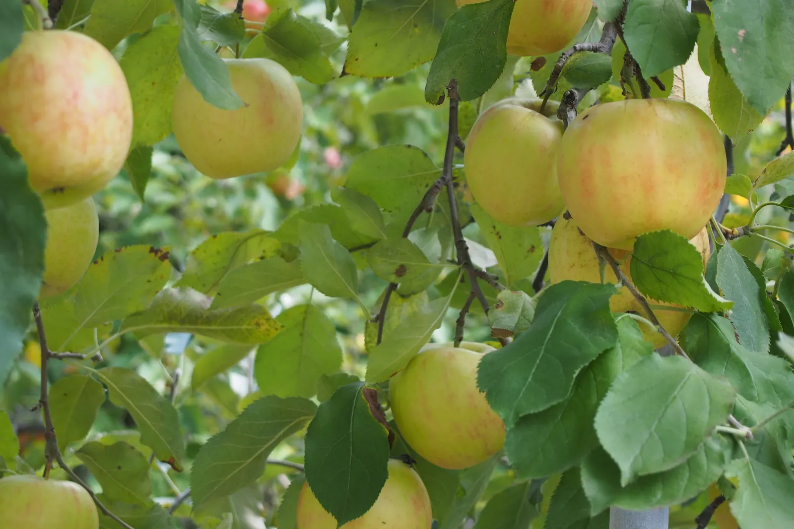 Domestic Apple (Malus Domestica) — The average mature Domestic Apple tree yields 2 to 16 bushels of apples