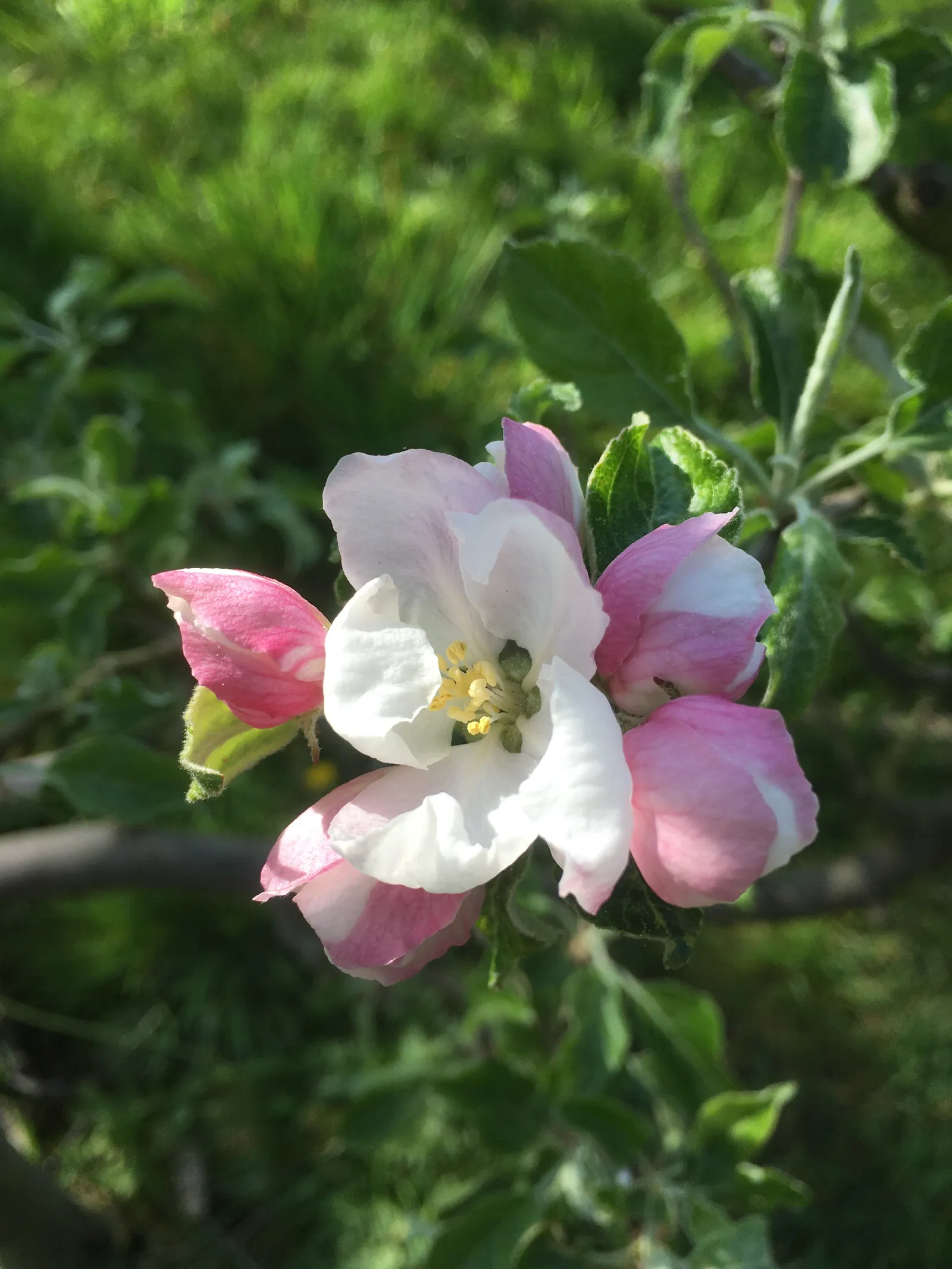Domestic Apple (Malus Domestica) — white flowers in the garden; allowing adequate airflow to promote health and fruiting, image 110