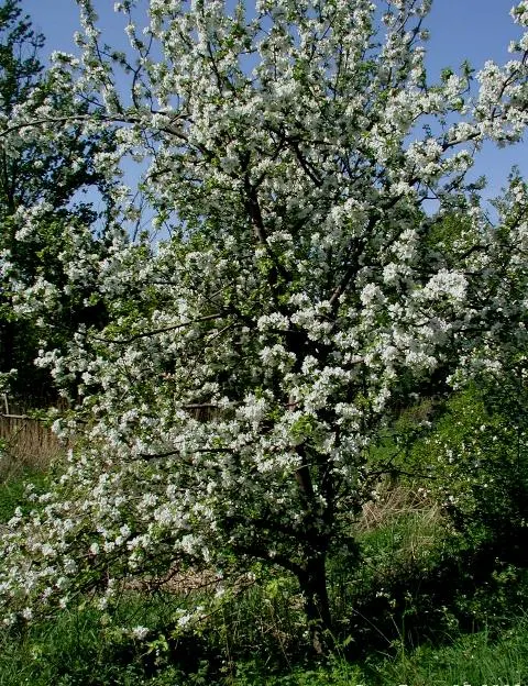 Domestic Apple (Malus Domestica) — such as apple scab or codling moth; with leaves turning vivid hues of yellow and red.<br><br>When selecting, image 135