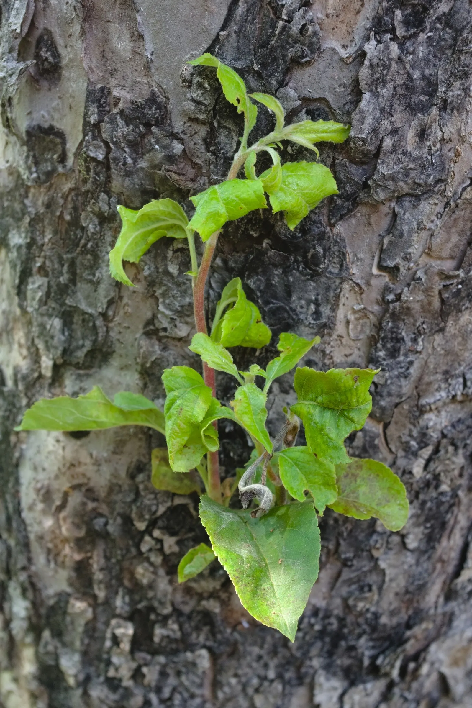 Domestic Apple (Malus Domestica) — commonly known as the Domestic Apple; spring unfurls white to pink blossoms, preluding a fall harvest of edible, image 57