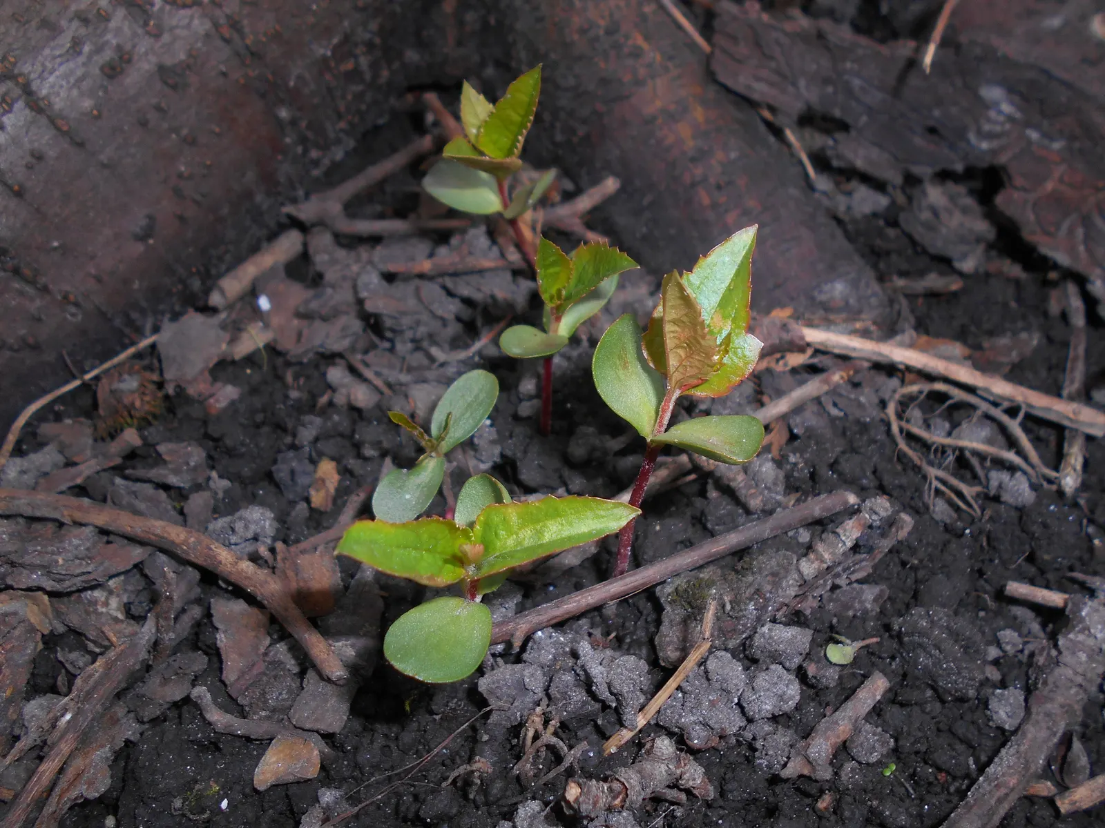 Domestic Apple (Malus Domestica) — tree for full; the Domestic Apple tree becomes both a focal point for garden aesthetics and a source of home-grown nutrition