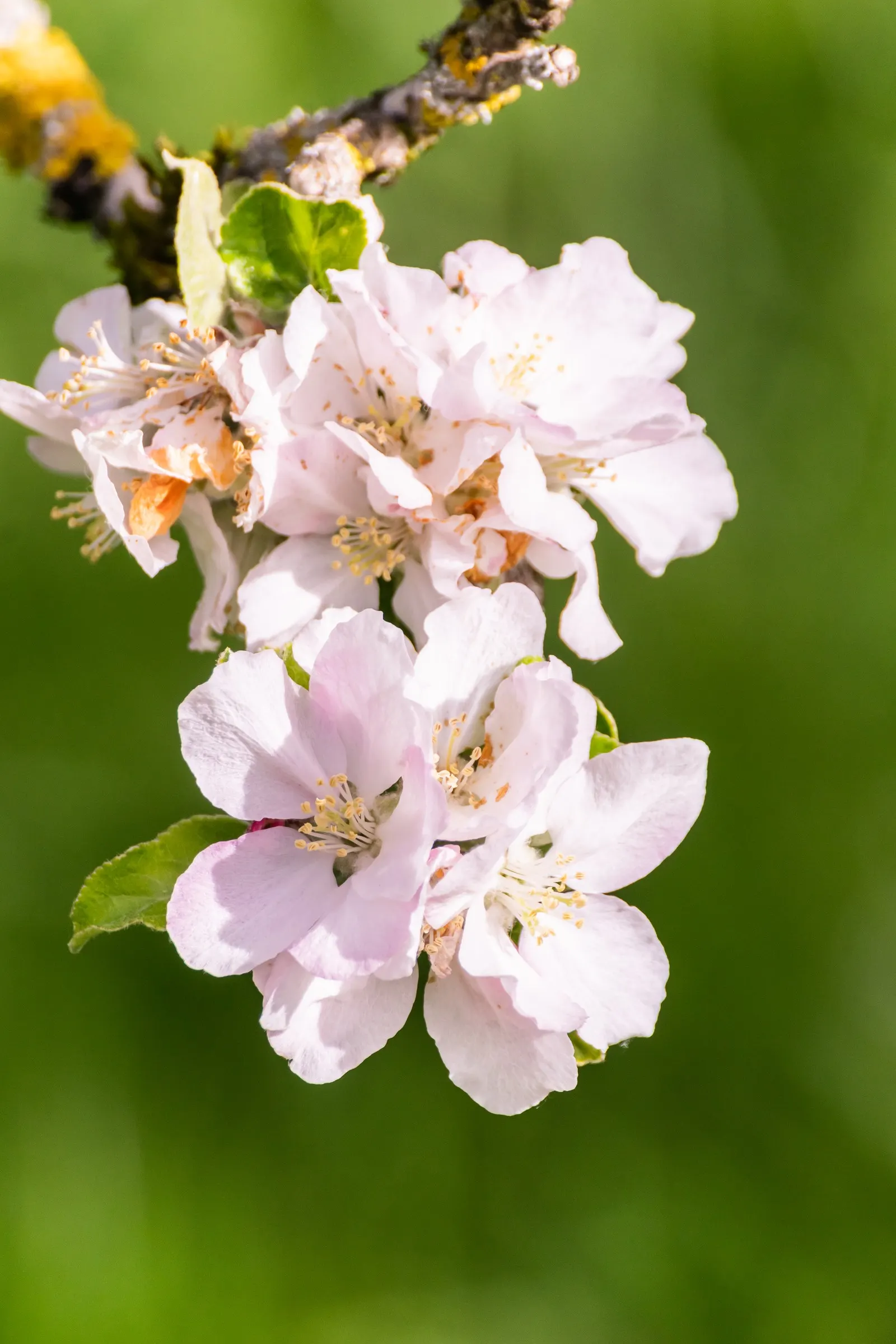 Domestic Apple (Malus Domestica) — and advise on integrated pest management techniques for a healthy harvest; the Domestic Apple tree becomes both, image 80