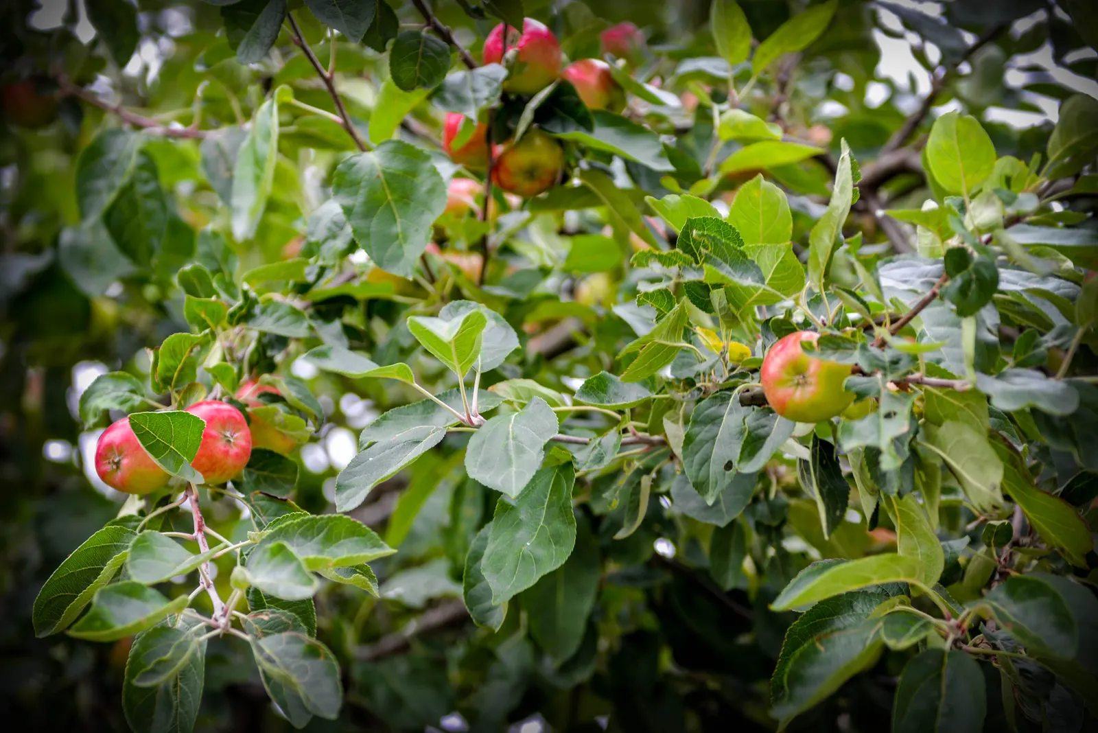Domestic Apple (Malus Domestica) — tree with white blooms