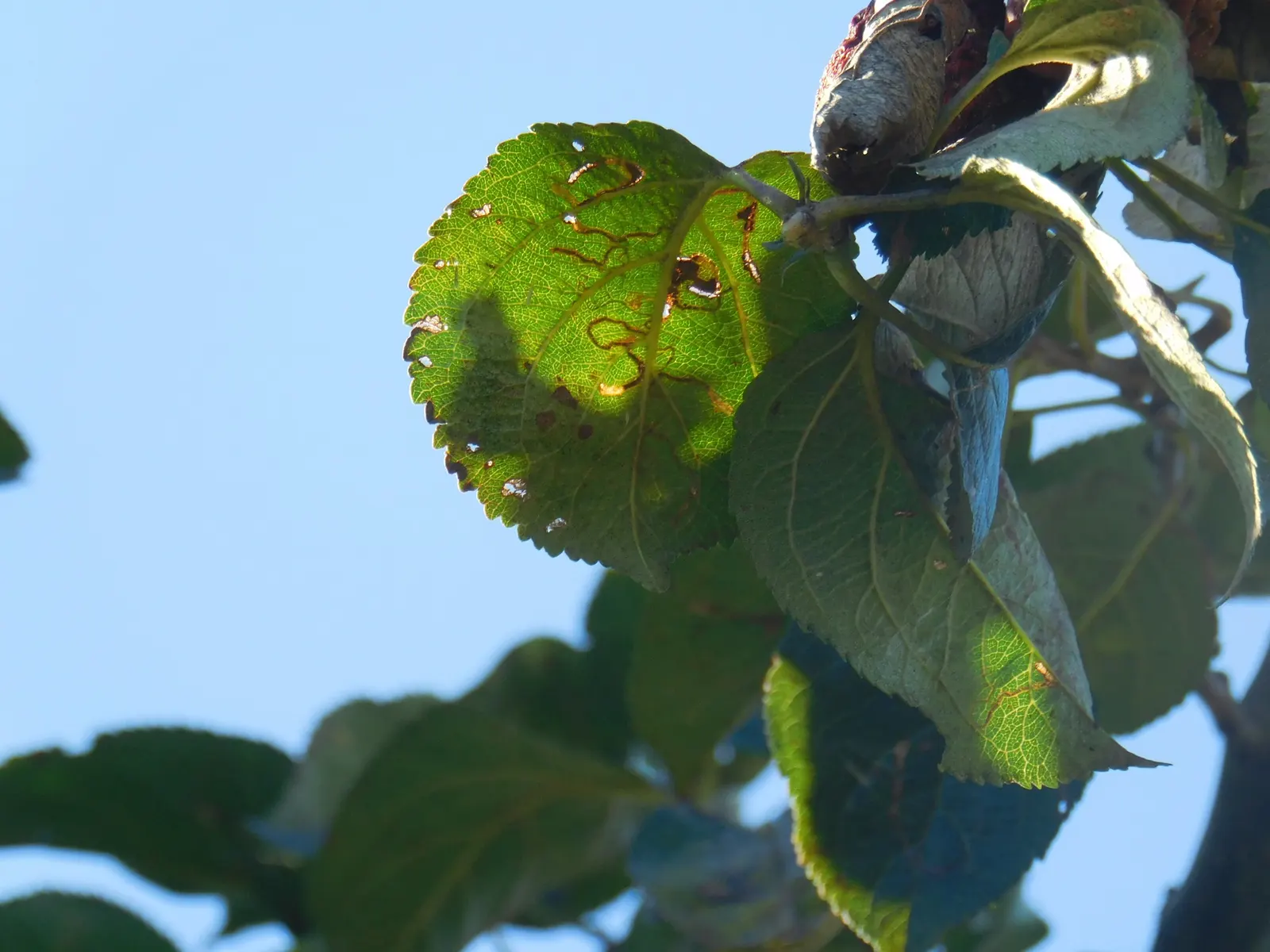 Domestic Apple (Malus Domestica) — The average mature Domestic Apple tree yields 2 to 16 bushels of apples; spring unfurls white to pink blossoms, preluding a