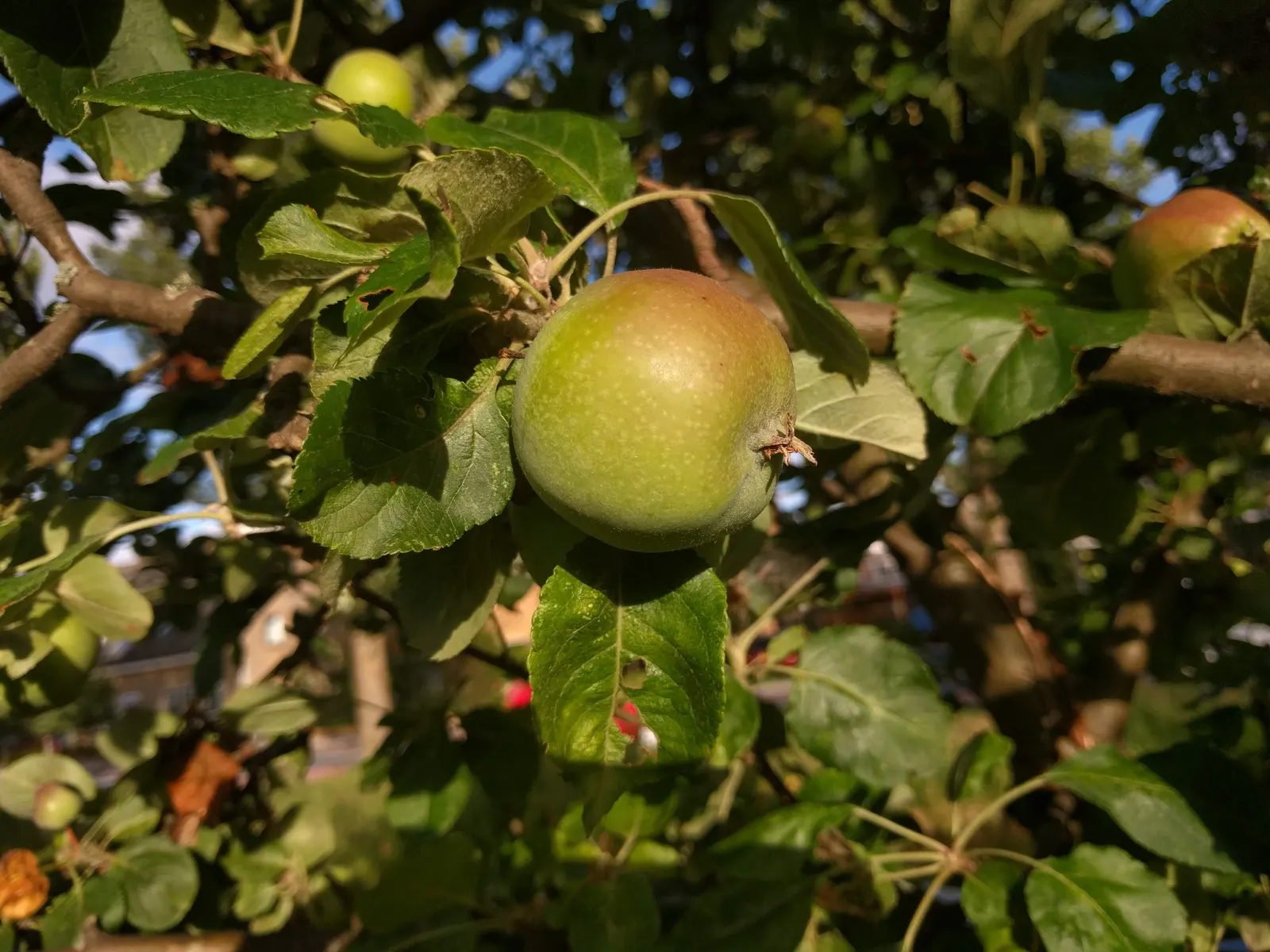 Domestic Apple (Malus Domestica) — tree for full; the Domestic Apple tree becomes both a focal point for garden aesthetics and a source of, image 112