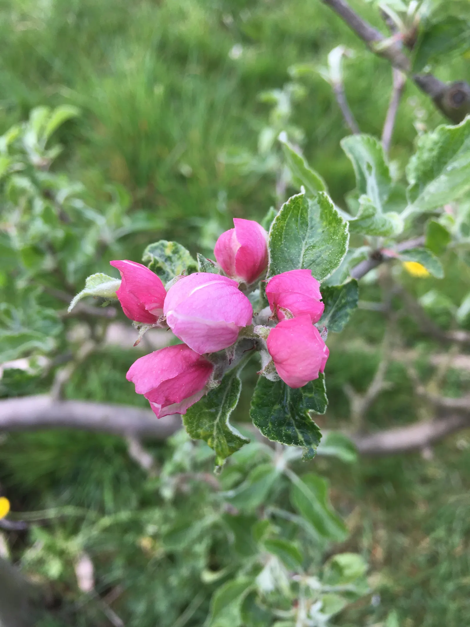 Domestic Apple (Malus Domestica) — Hardy in USDA zones 4 through 8