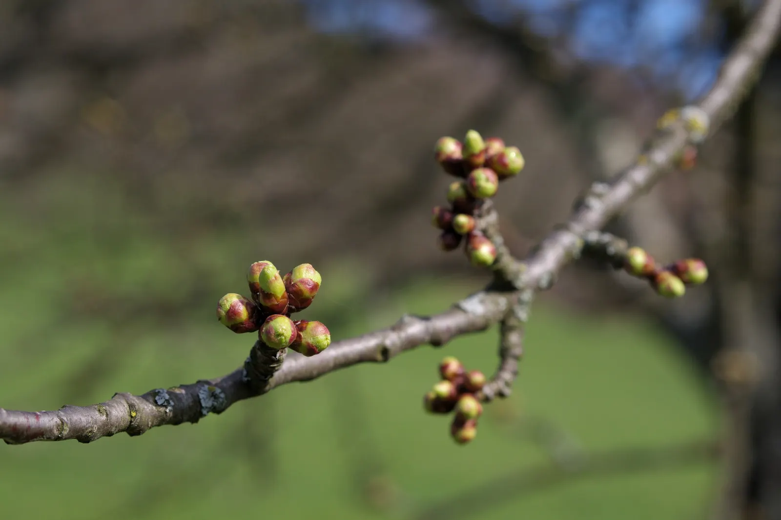 Domestic Apple (Malus Domestica) — allowing adequate airflow to promote health and fruiting; with leaves turning vivid hues of yellow and, image 123