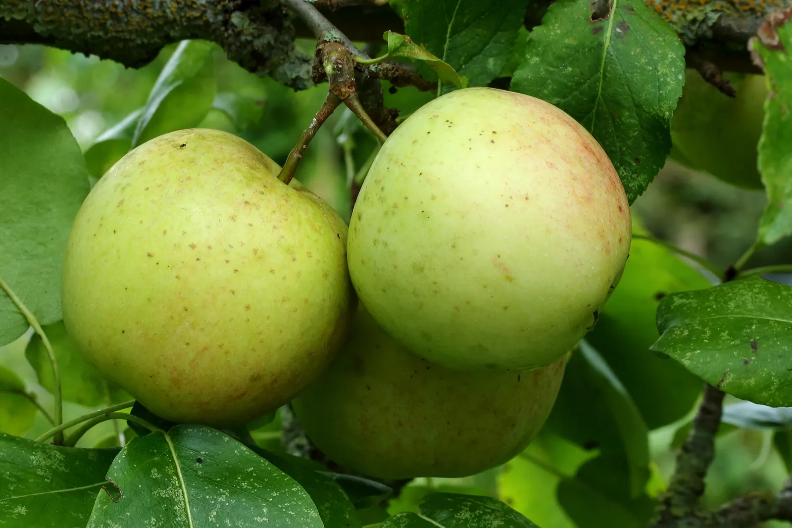 Domestic Apple (Malus Domestica) — such as apple scab or codling moth; with leaves turning vivid hues of yellow and red.<br><br>When selecting apple tree