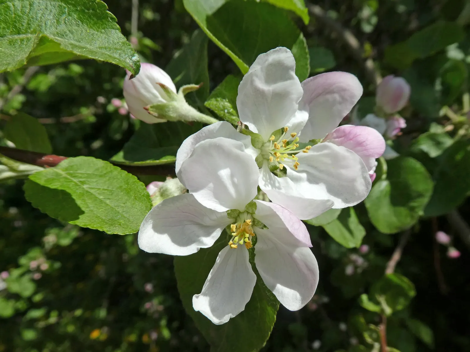 Domestic Apple (Malus Domestica) — Soil should be well-draining, with a slightly acidic to neutral pH; the Domestic Apple tree becomes both a focal, image 96