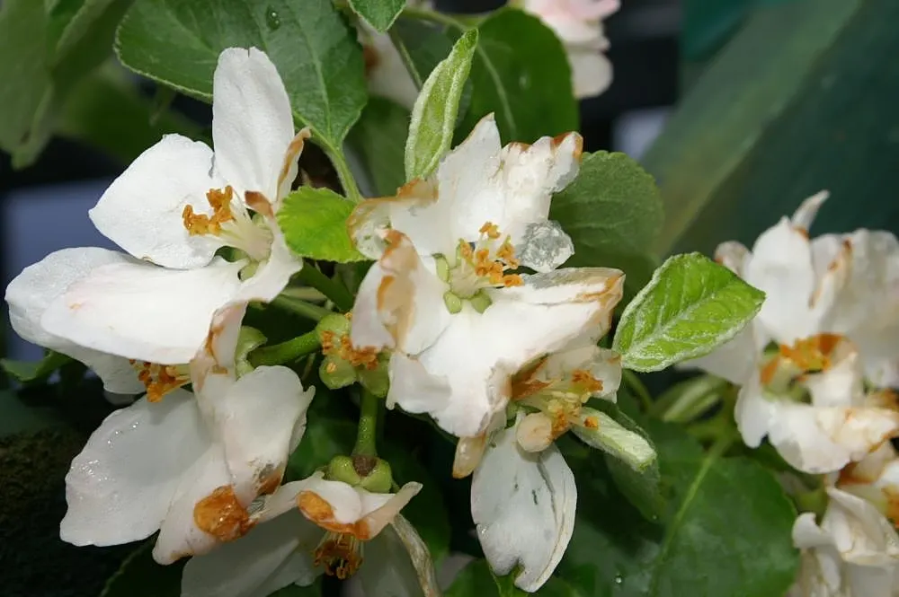 Domestic Apple (Malus Domestica) — Spring unfurls white to pink blossoms, preluding a fall harvest of edible apples; the Domestic Apple tree becomes both a
