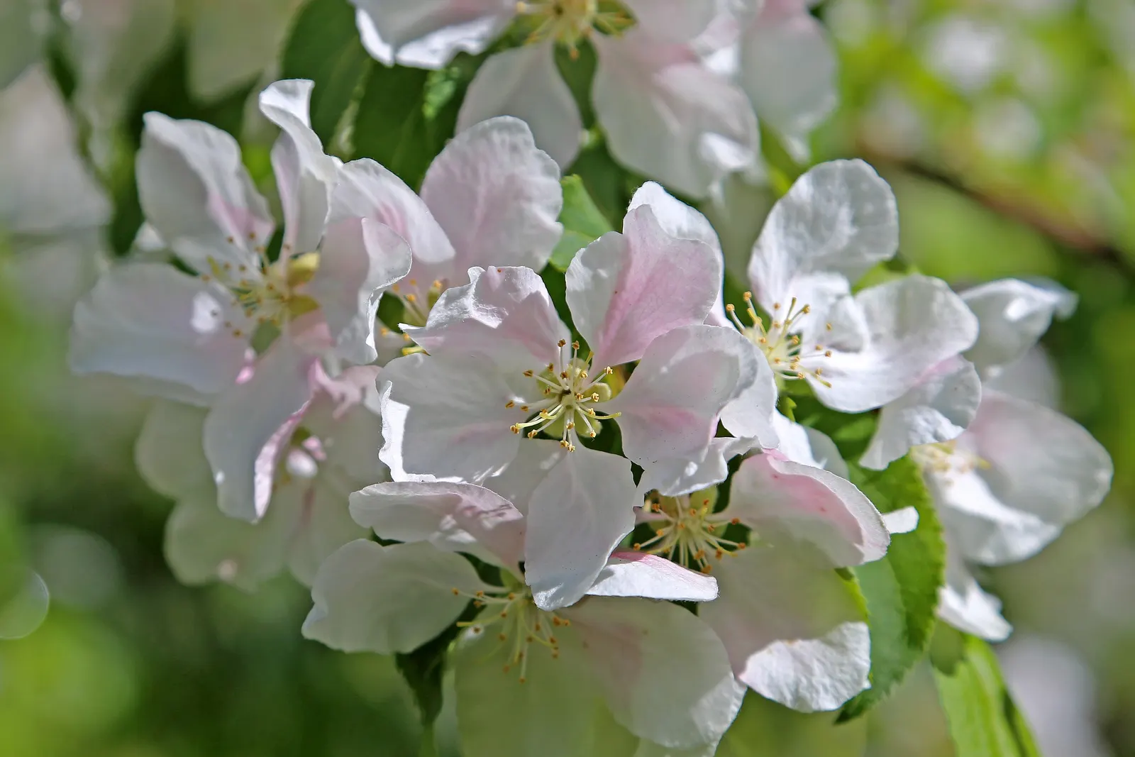 Domestic Apple (Malus Domestica) — and the coveted fruit harvest in late summer through fall