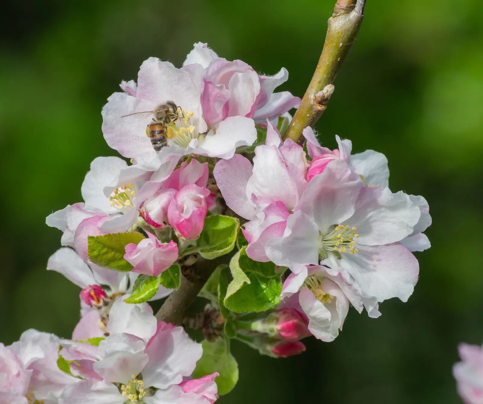 Domestic Apple (Malus Domestica) — Autumn colors can be spectacular; spring unfurls white to pink blossoms, preluding a fall harvest of edible, image 73