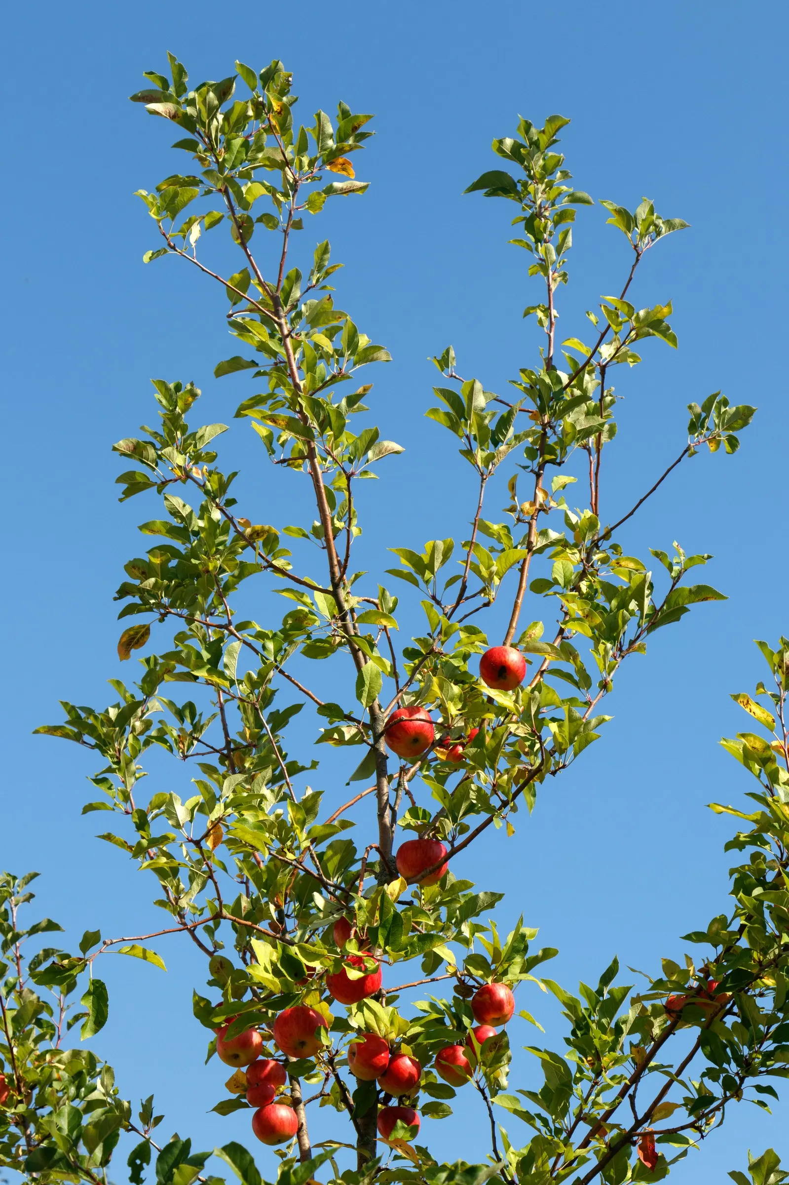 Domestic Apple (Malus Domestica) — Autumn colors can be spectacular; spring unfurls white to pink blossoms, preluding a fall harvest of edible, image 101