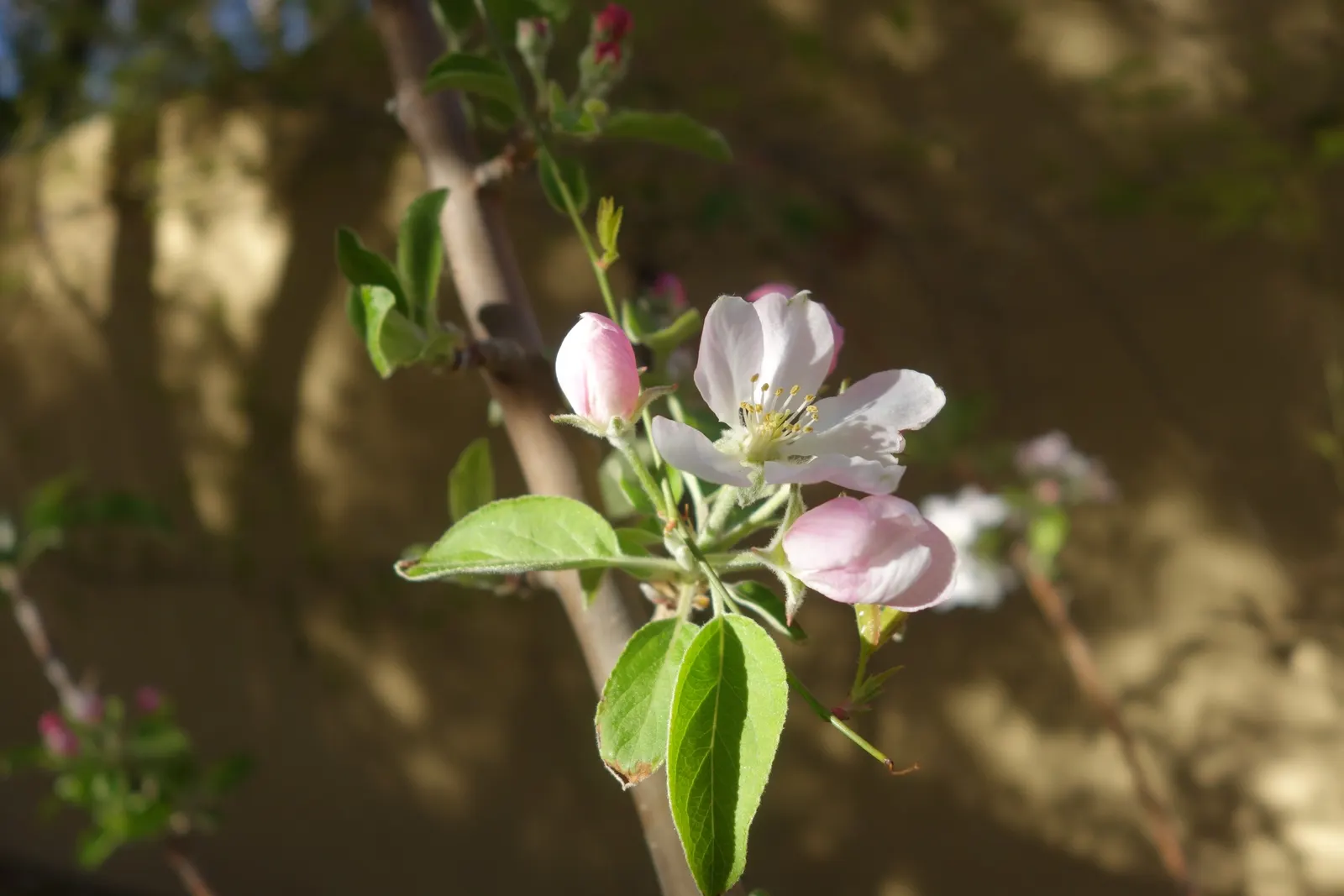 Domestic Apple (Malus Domestica) — the Domestic Apple tree becomes both a focal point for garden aesthetics and a source of home-grown nutrition