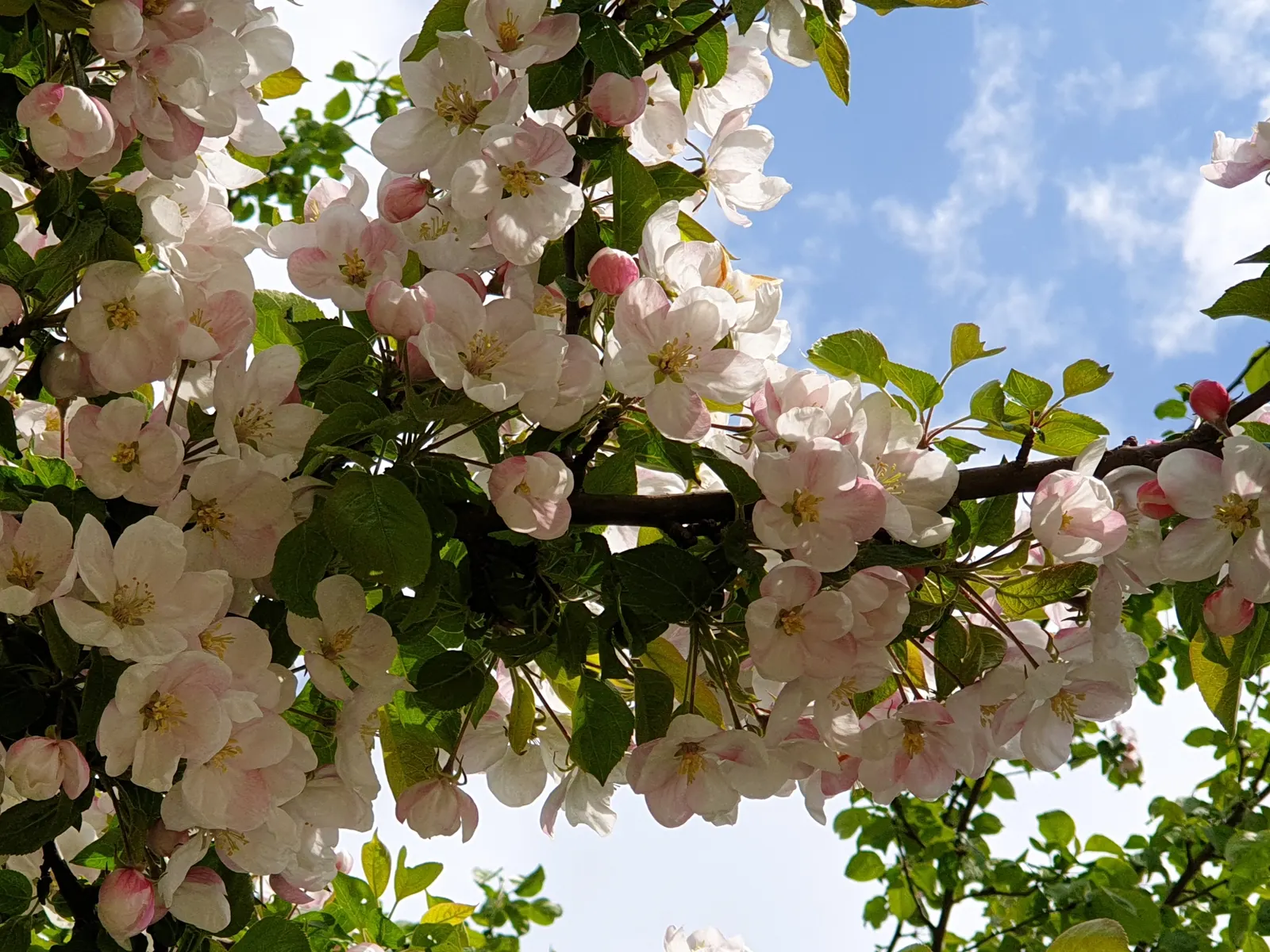 Domestic Apple (Malus Domestica) — Regular watering during dry periods will ensure optimal growth; spring unfurls white to pink blossoms, preluding, image 97