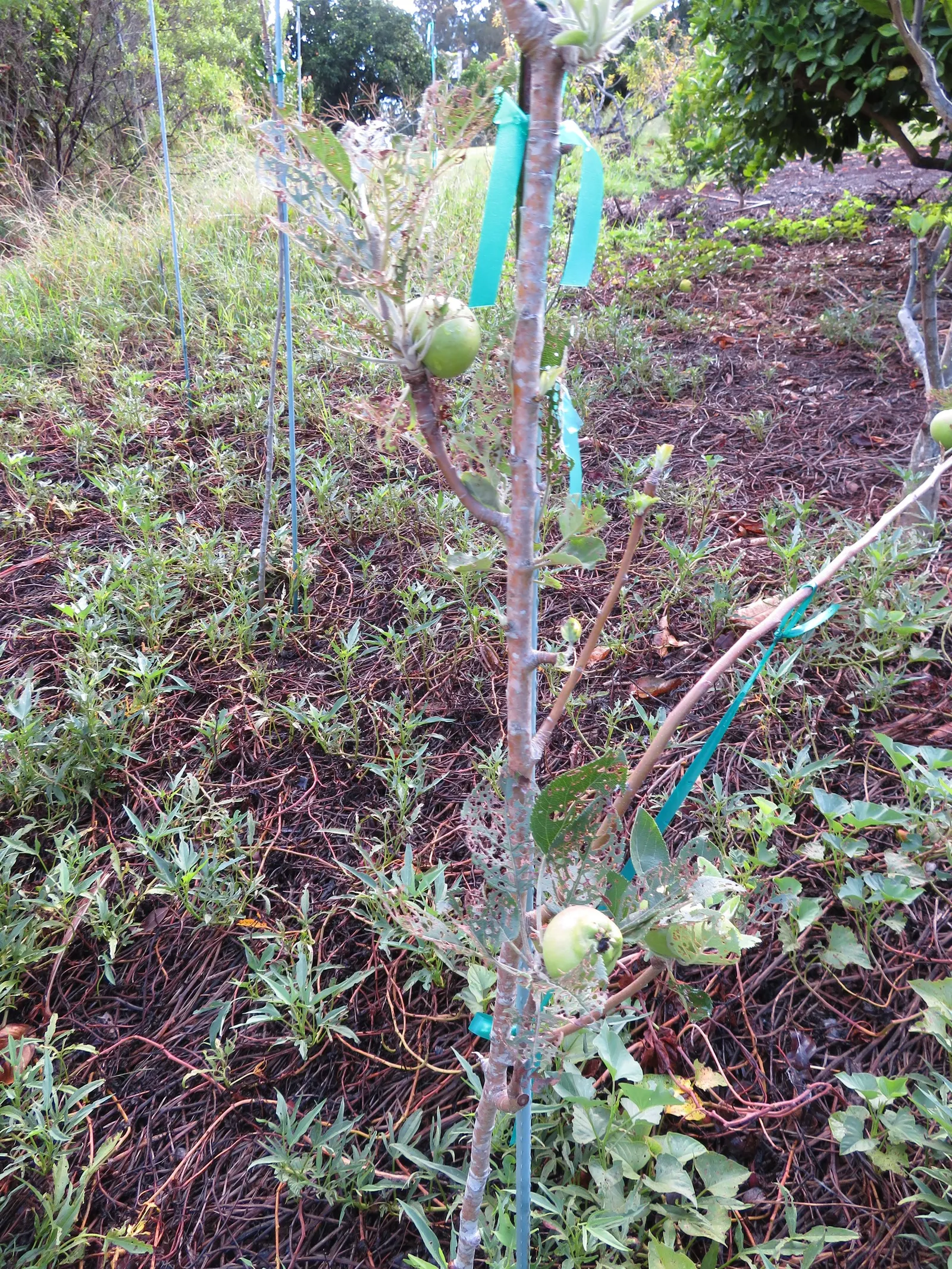 Domestic Apple (Malus Domestica) — Preferring well-drained loamy soil and full sun, it adds both aesthetic and culinary value; spring unfurls white to pink