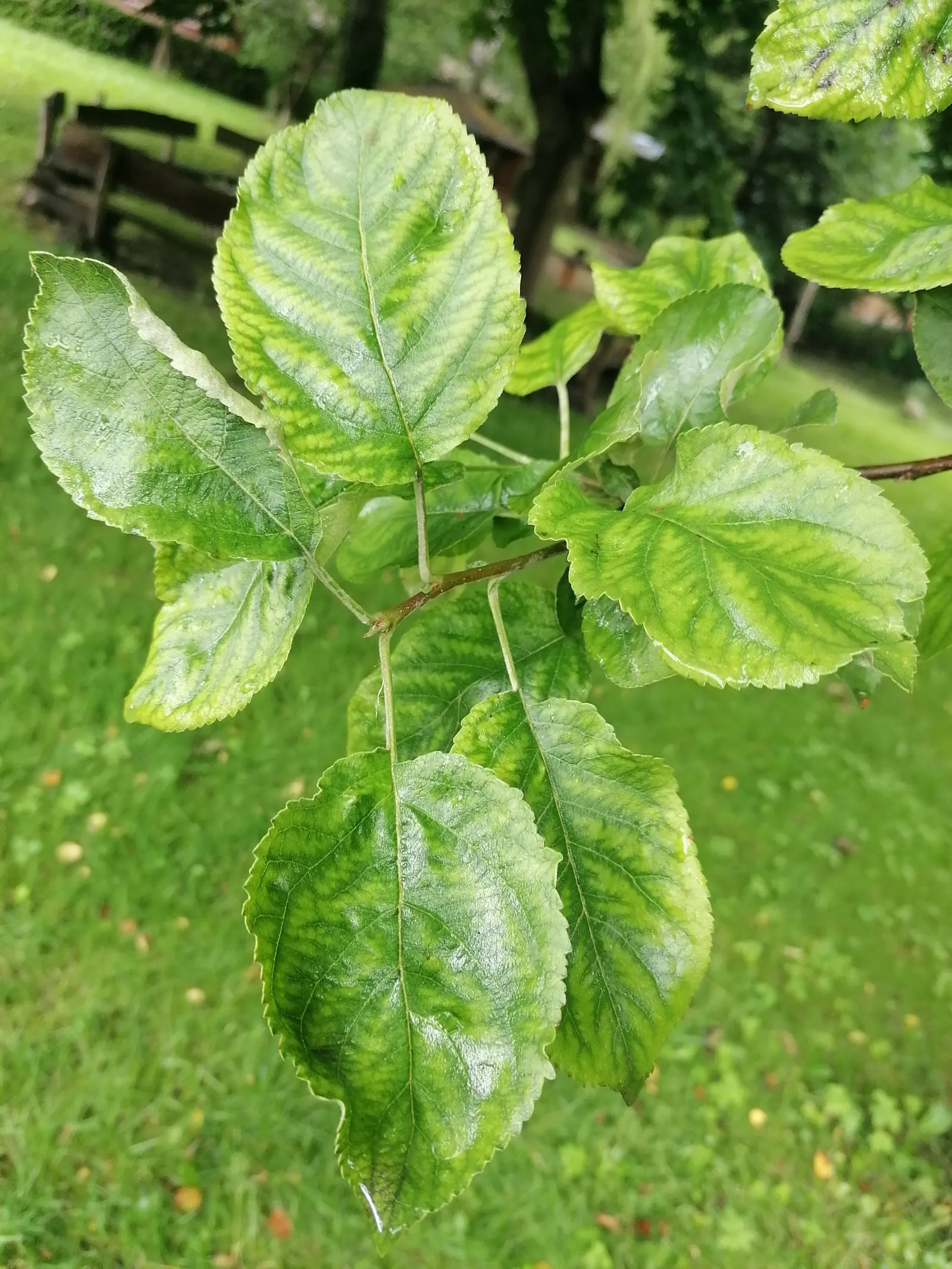 Domestic Apple (Malus Domestica) — USDA hardiness zones 3-8 accommodate this versatile tree; allowing adequate airflow to promote health and fruiting