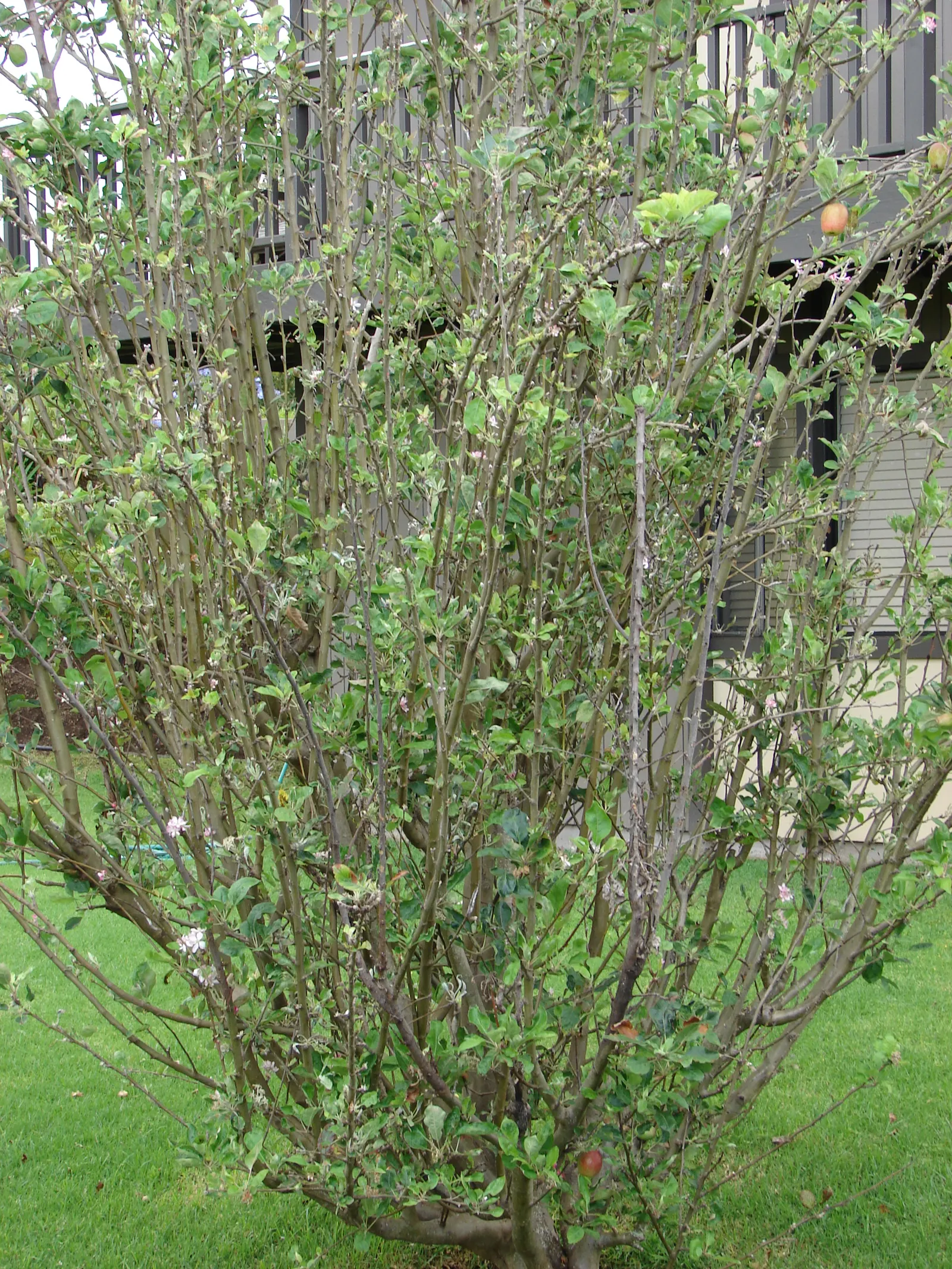 Domestic Apple (Malus Domestica) — and advise on integrated pest management techniques for a healthy harvest; the Domestic Apple tree becomes both a focal