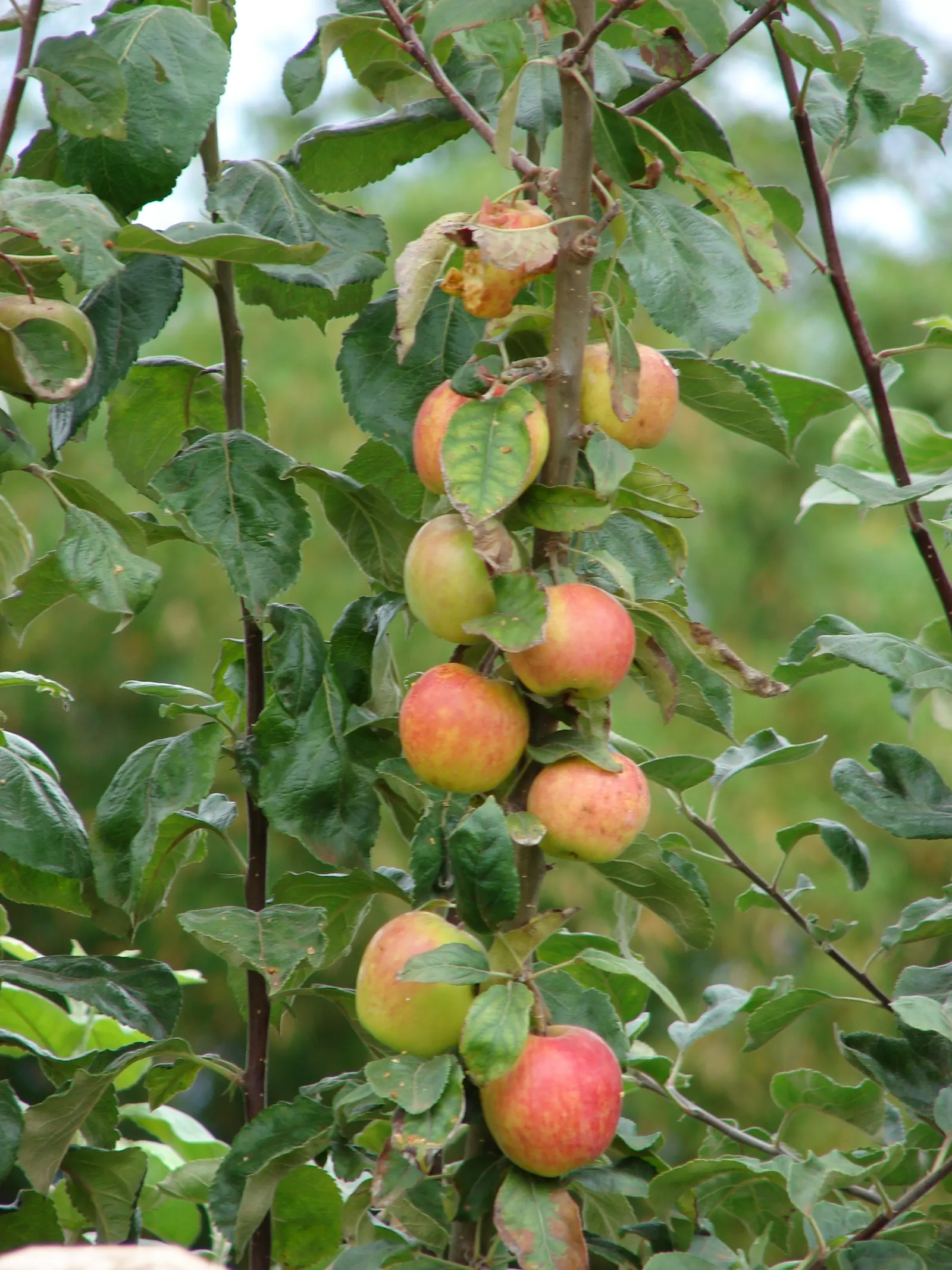 Domestic Apple (Malus Domestica) — allowing adequate airflow to promote health and fruiting; with leaves turning vivid hues of yellow and, image 67