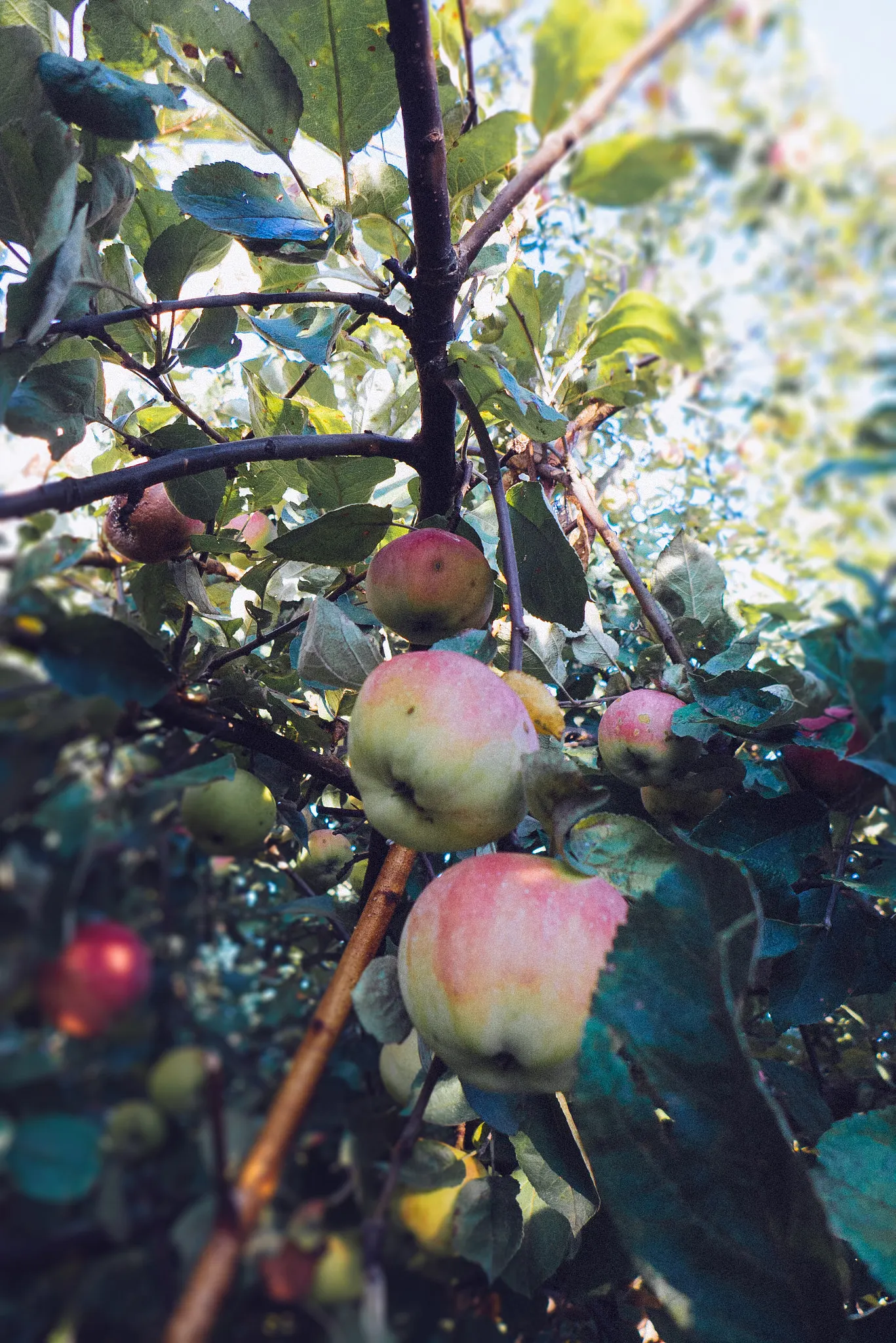 Domestic Apple (Malus Domestica) — allowing adequate airflow to promote health and fruiting; with leaves turning vivid hues of yellow and red.<br><br>When