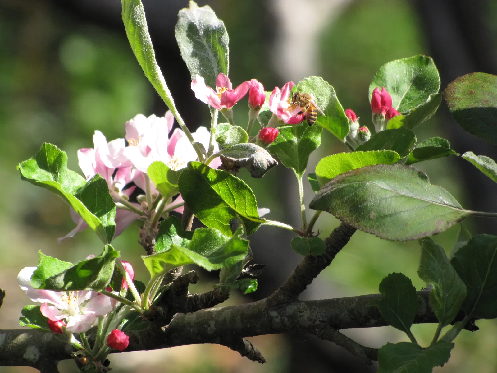 Domestic Apple (Malus Domestica) — especially necessary for juvenile trees.<br><br>A versatile addition; allowing adequate airflow to promote, image 126