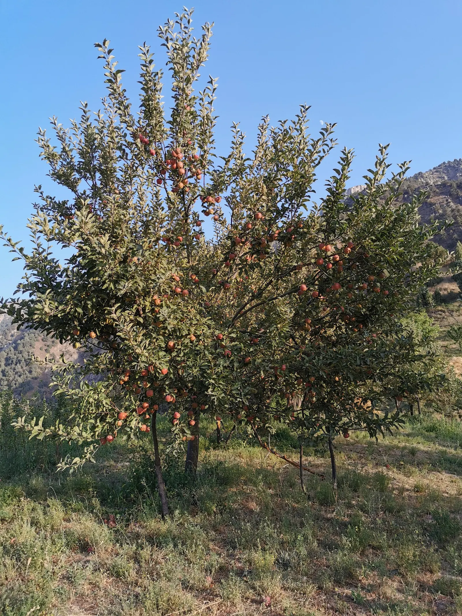 Domestic Apple (Malus Domestica) — making it a bountiful choice for any landscape.<br><br>Educate clients about potential pests and diseases, image 134