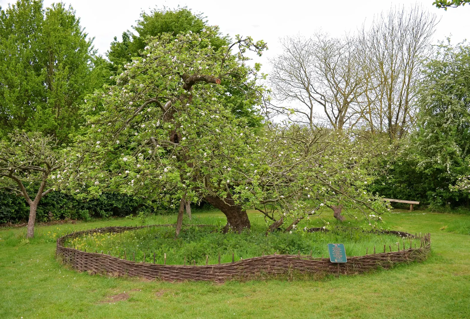 Domestic Apple (Malus Domestica) — tree for full; the Domestic Apple tree becomes both a focal point for garden aesthetics and a source of, image 84