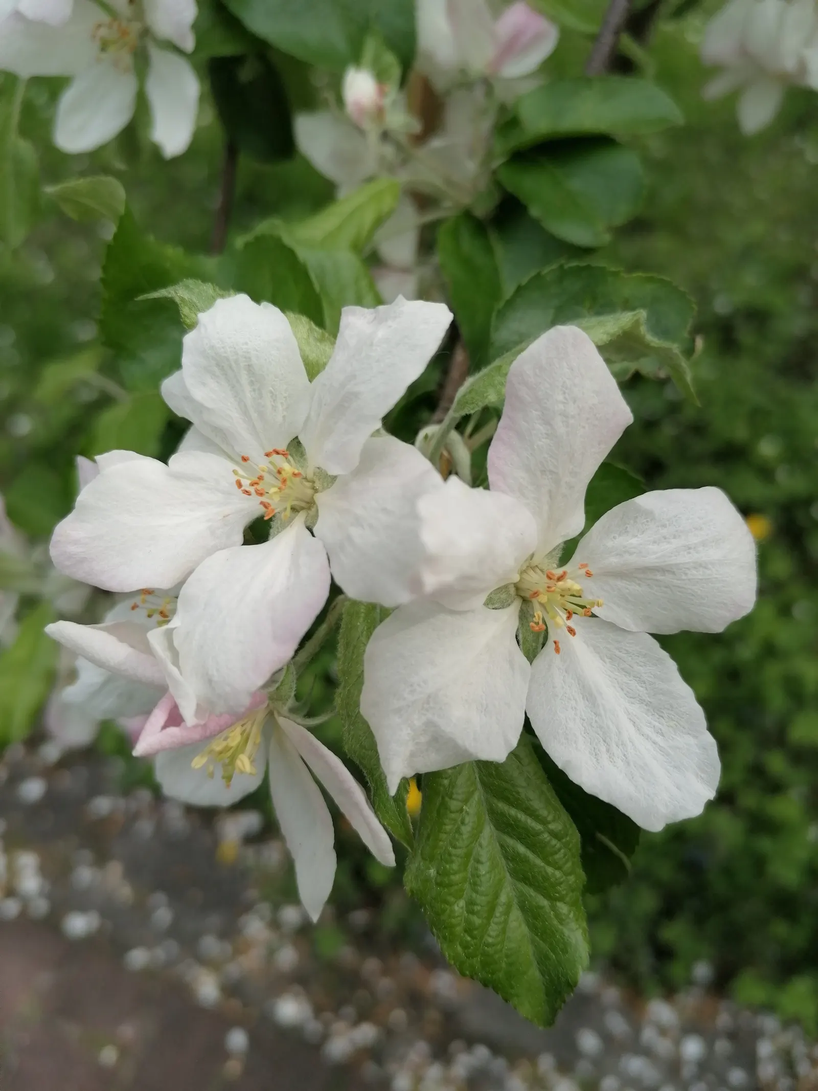 Domestic Apple (Malus Domestica) — and advise on integrated pest management techniques for a healthy harvest