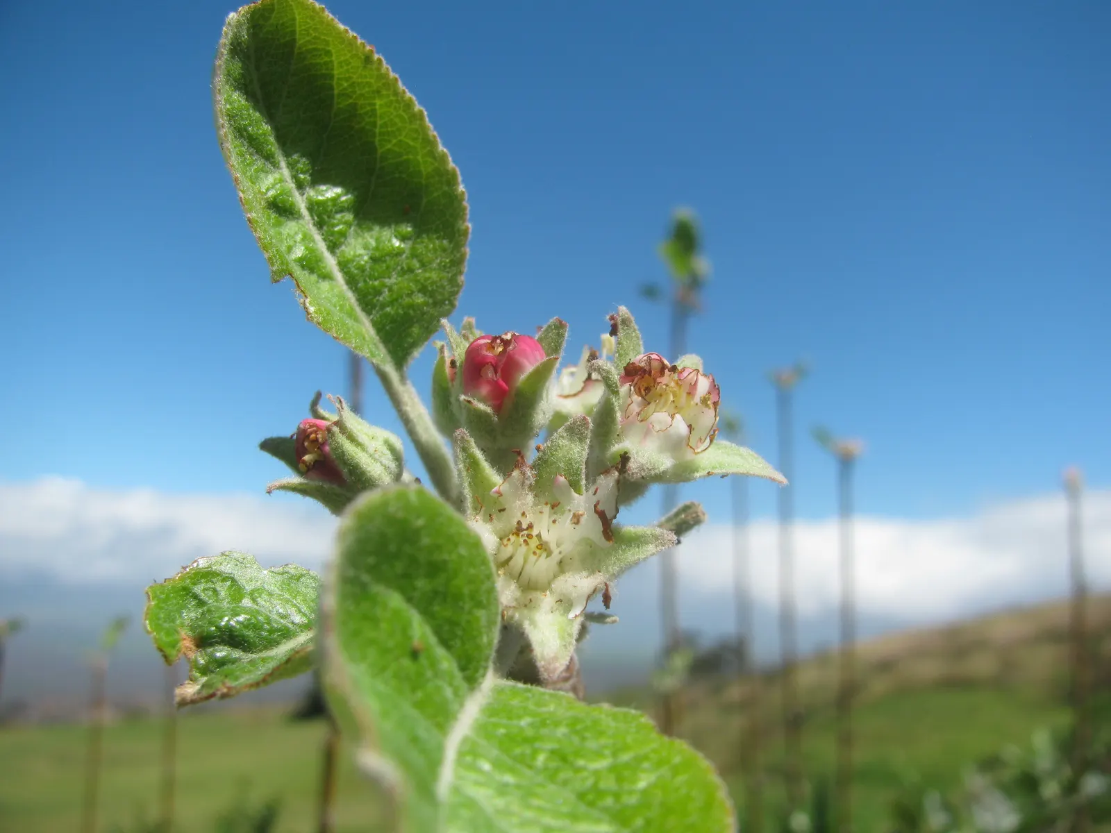 Domestic Apple (Malus Domestica) — USDA hardiness zones 3-8 accommodate this versatile tree
