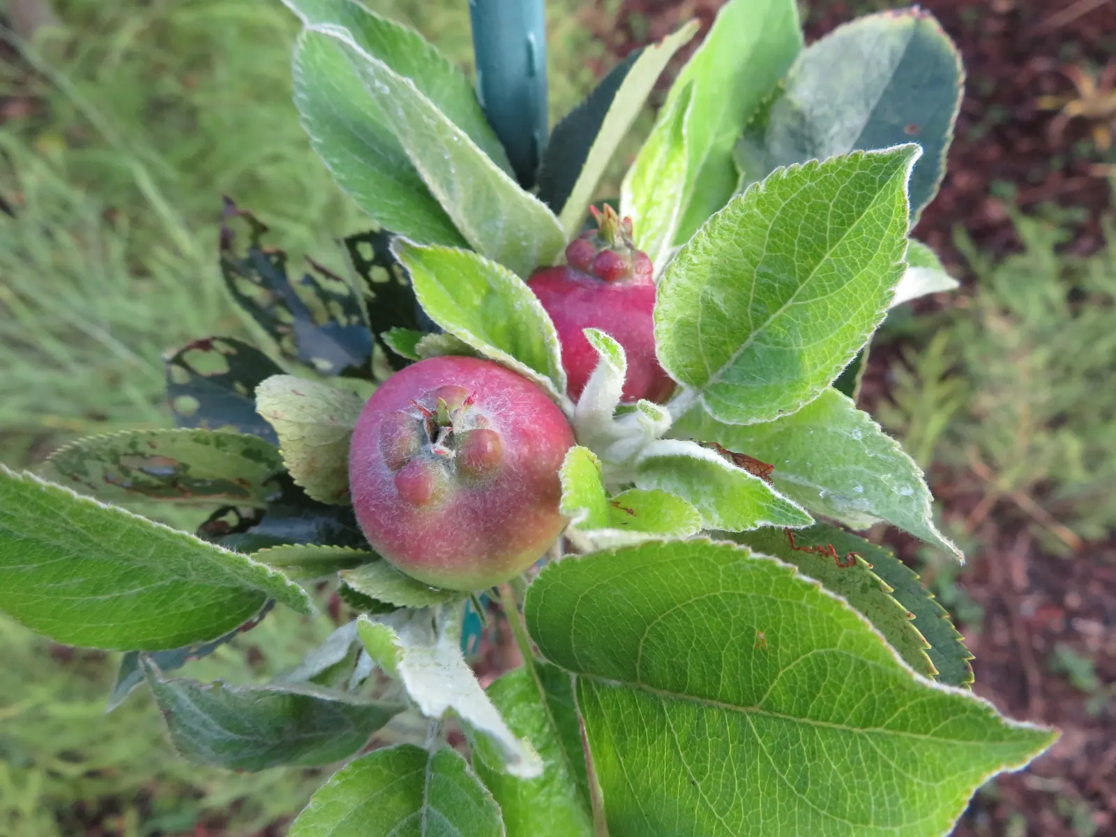 Domestic Apple (Malus Domestica) — Autumn colors can be spectacular; spring unfurls white to pink blossoms, preluding a fall harvest of edible apples