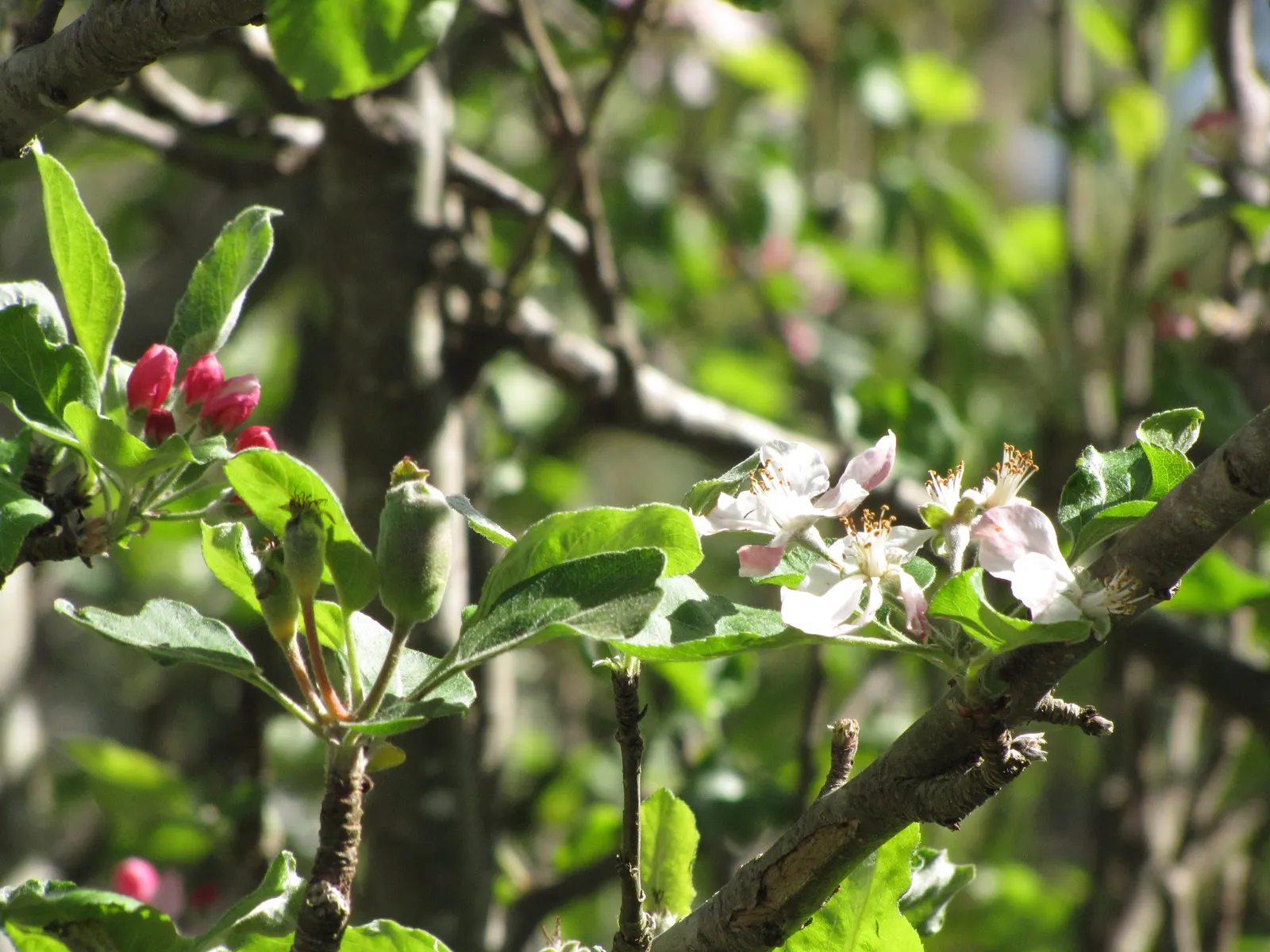 Domestic Apple (Malus Domestica) — The average mature Domestic Apple tree yields 2 to 16 bushels of apples; spring unfurls white to pink blossoms, image 133
