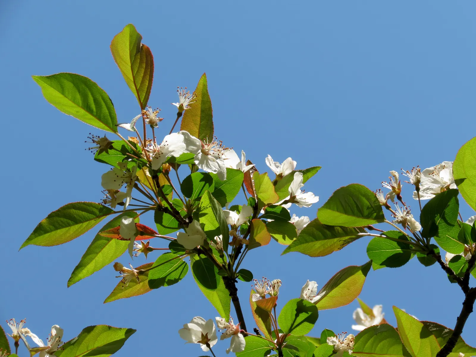 Domestic Apple (Malus Domestica) — tree with white blooms; with leaves turning vivid hues of yellow and red.<br><br>When selecting apple tree, image 111